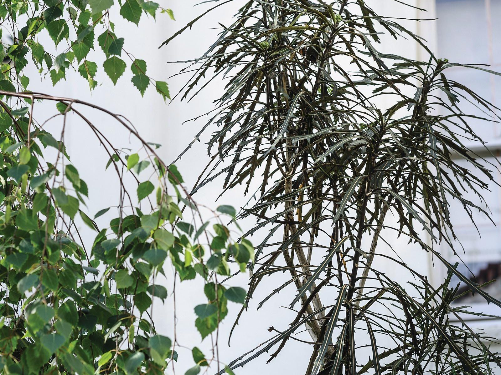 Tall plant