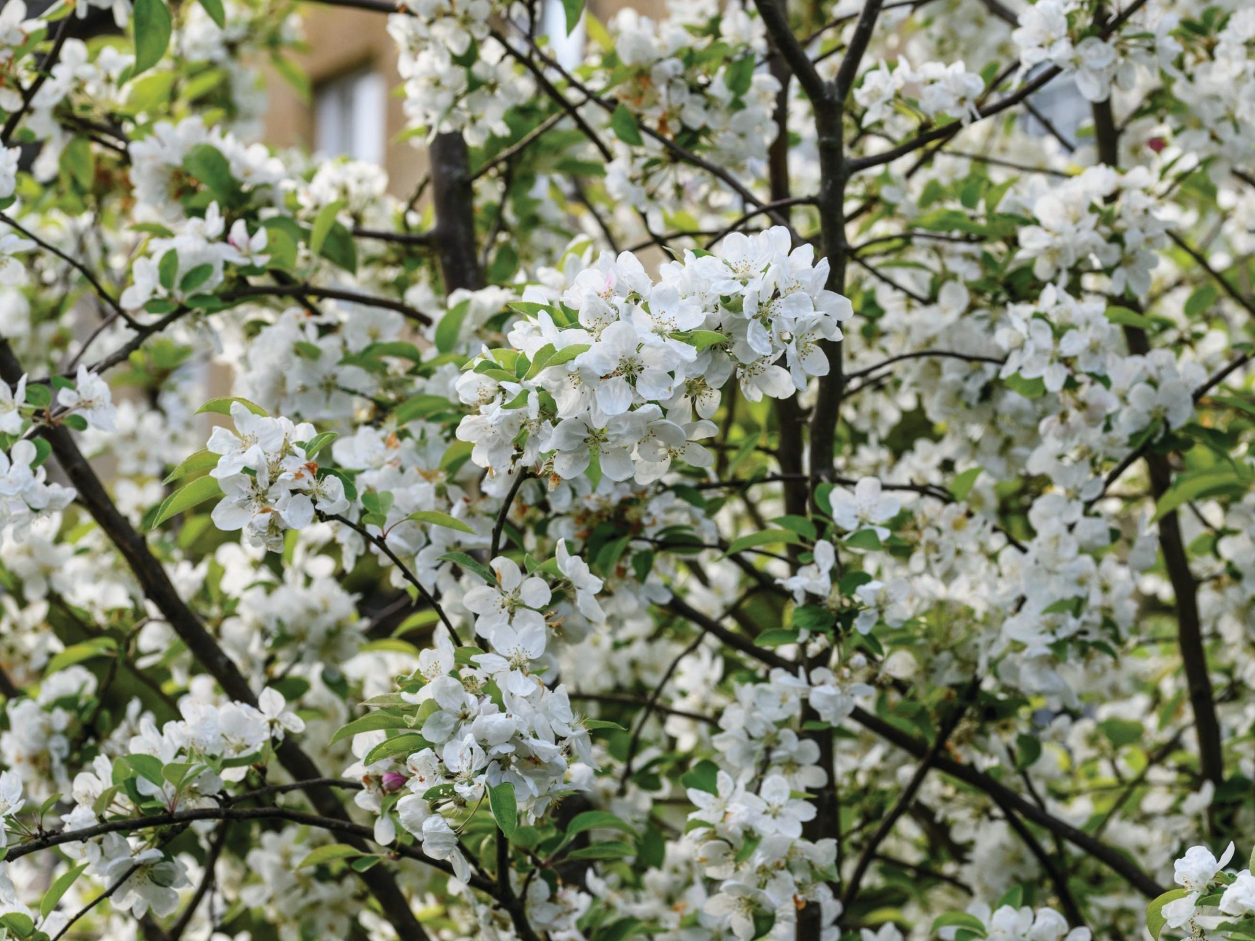 White flower blossom