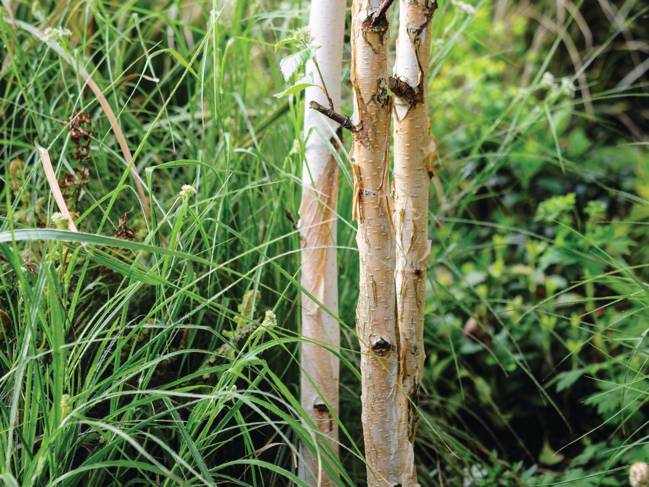 White bark