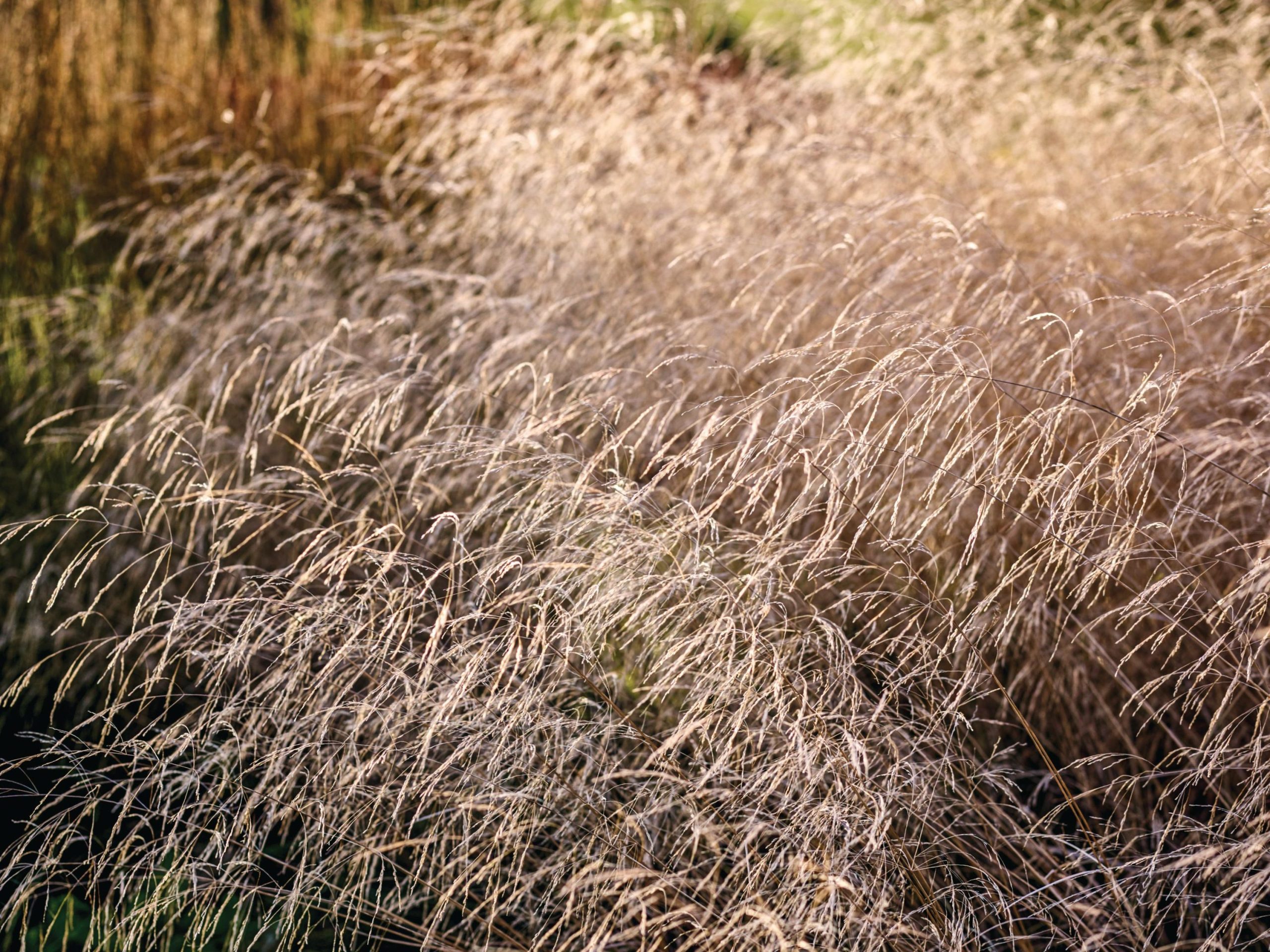 Grasses