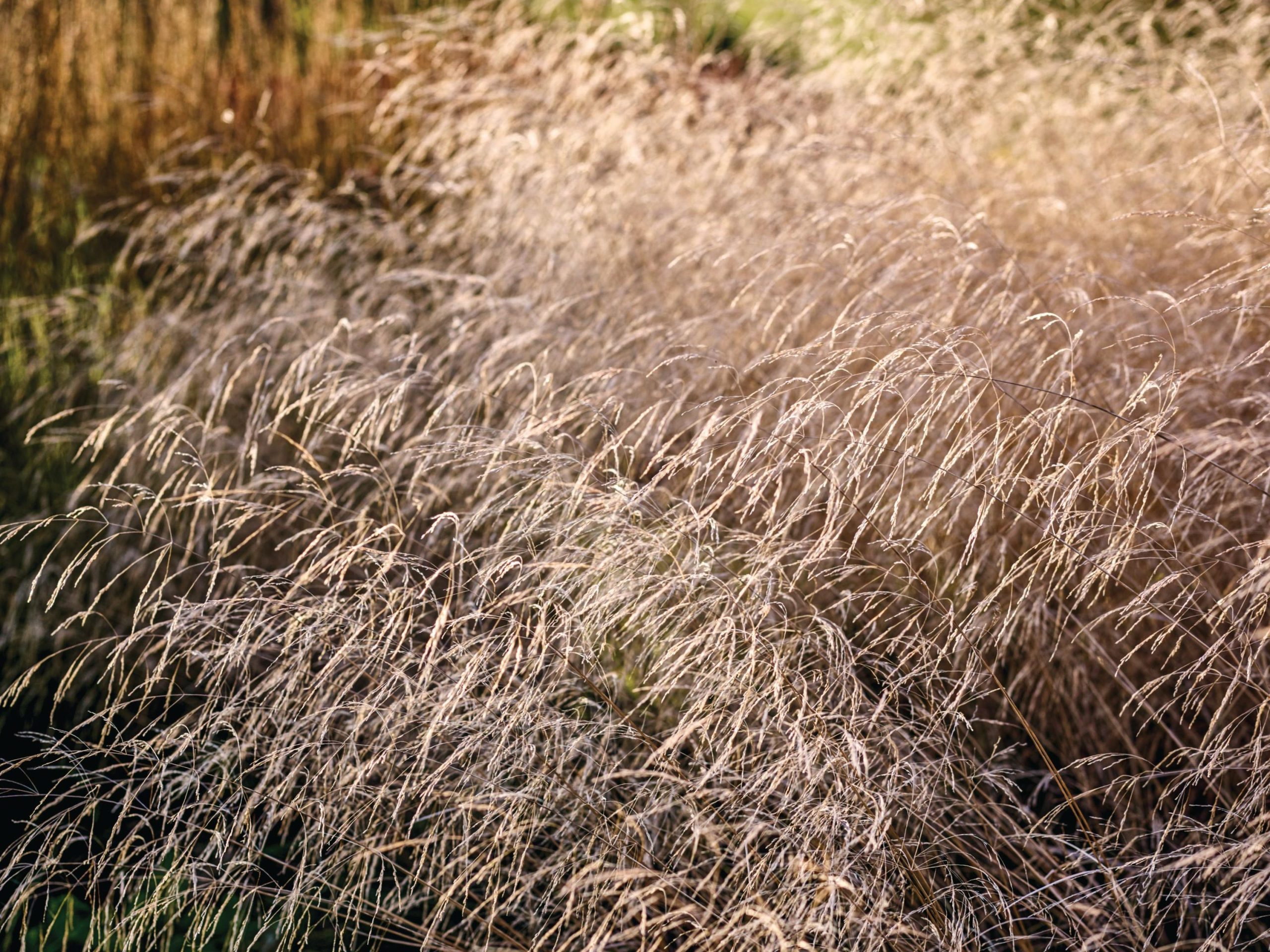 Grasses