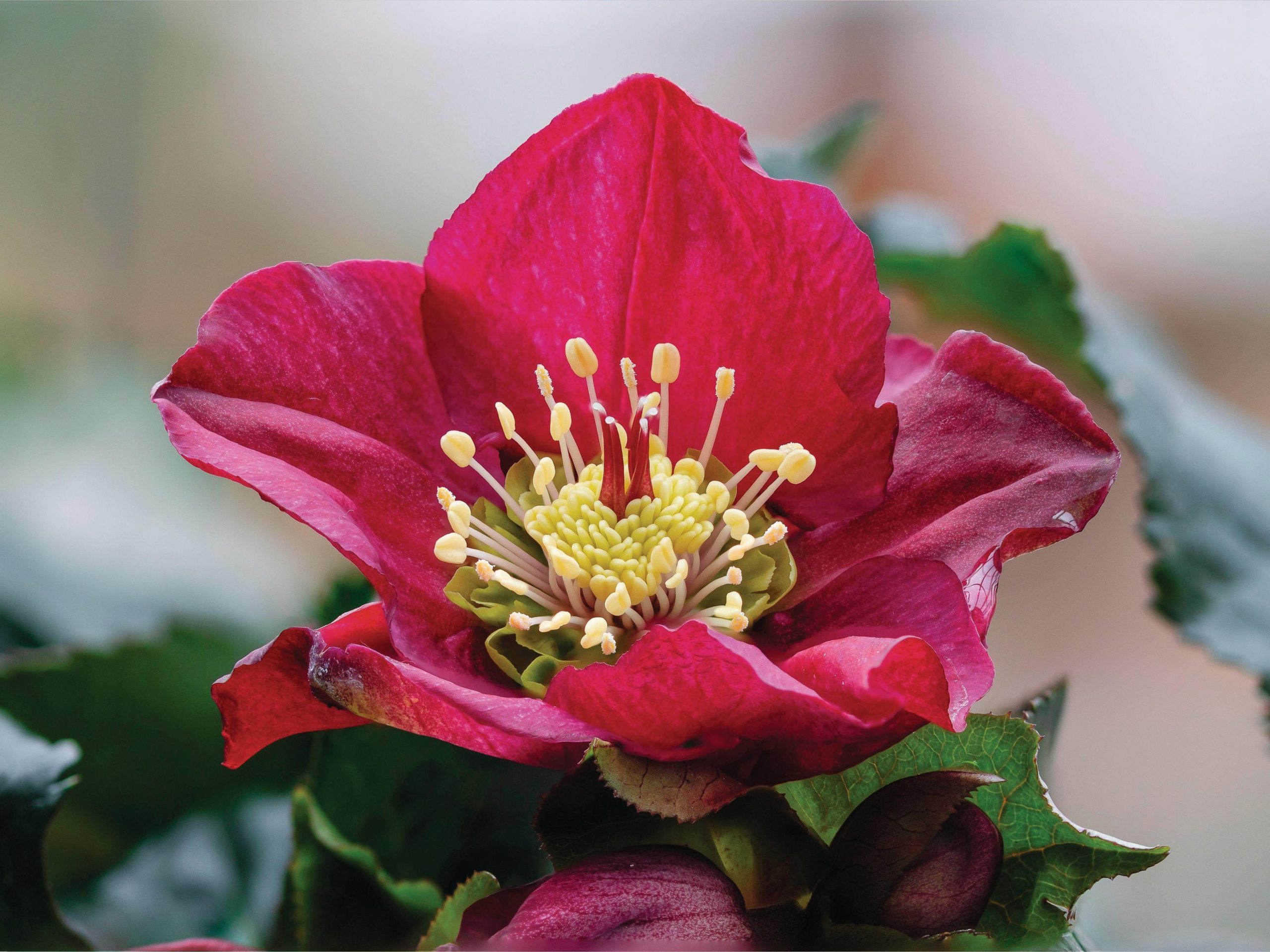 Red flower