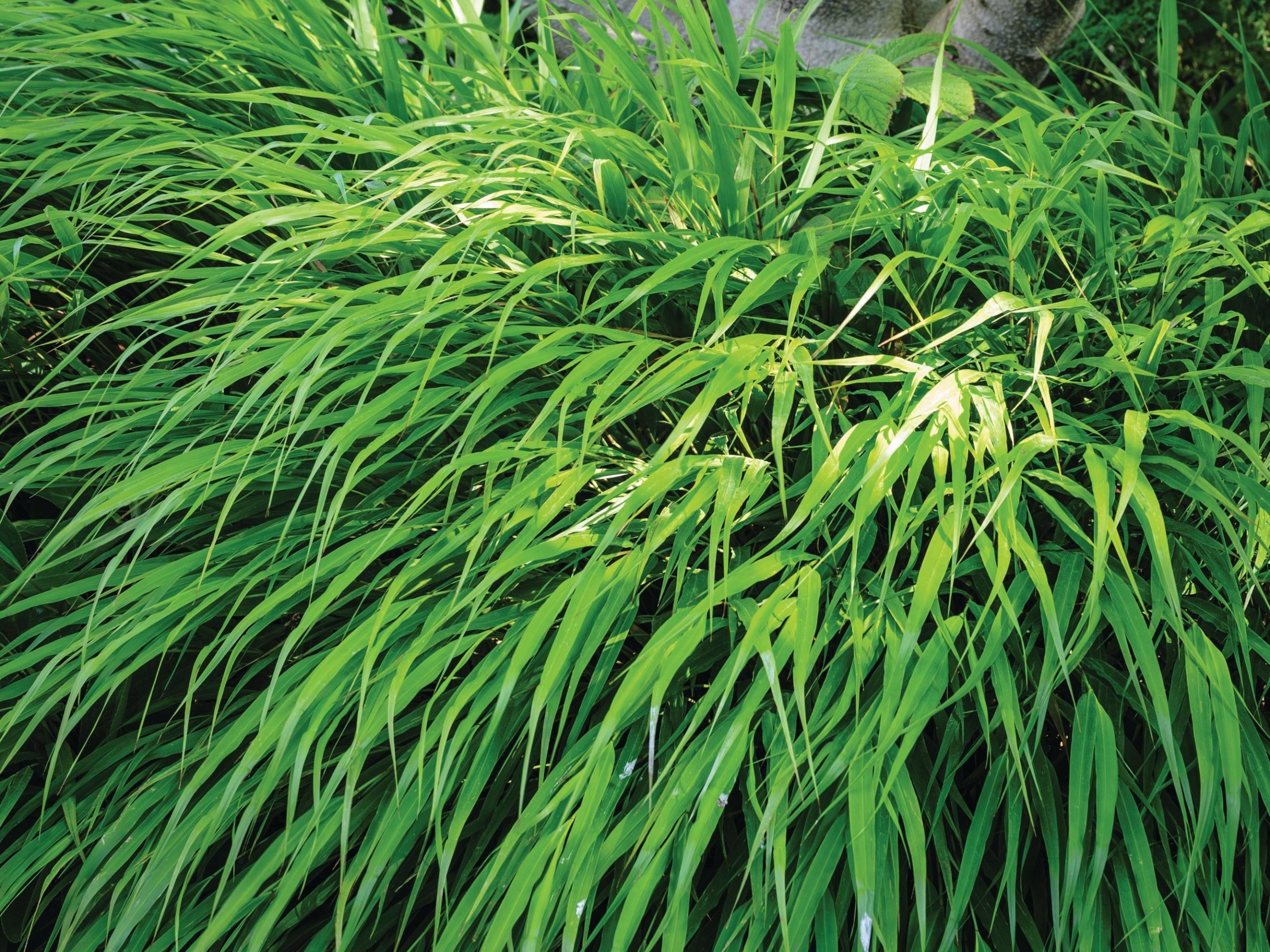 Grass