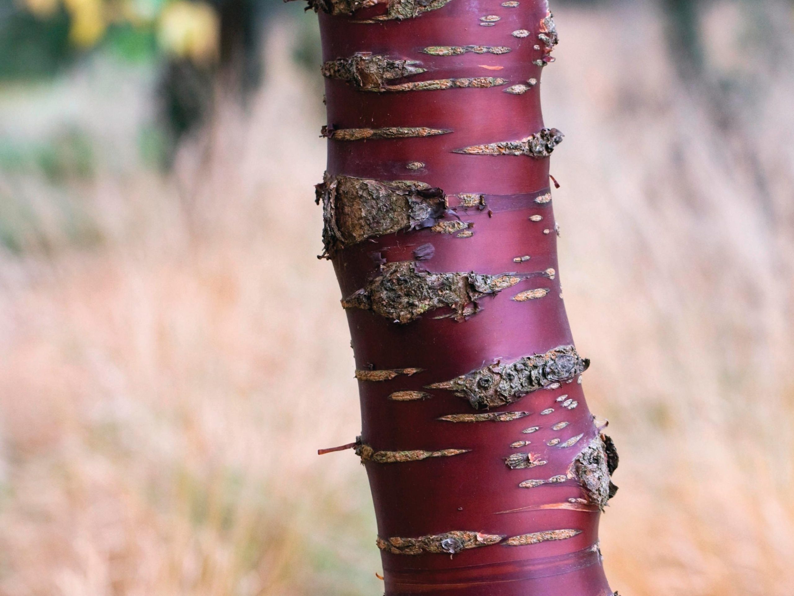 Tree bark