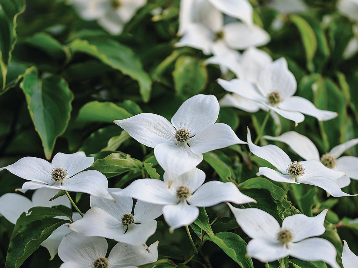 White flowers