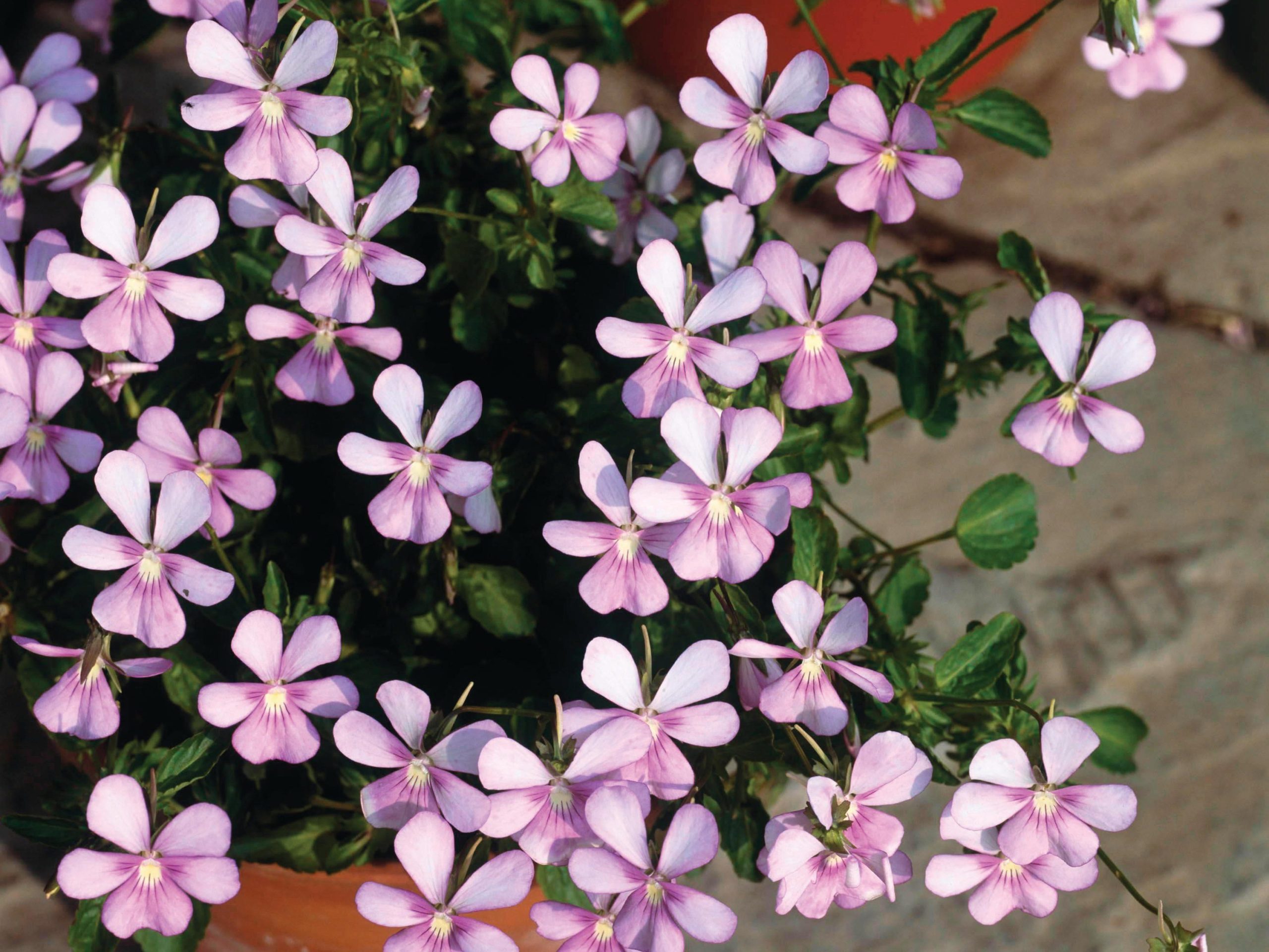 Pink flowers