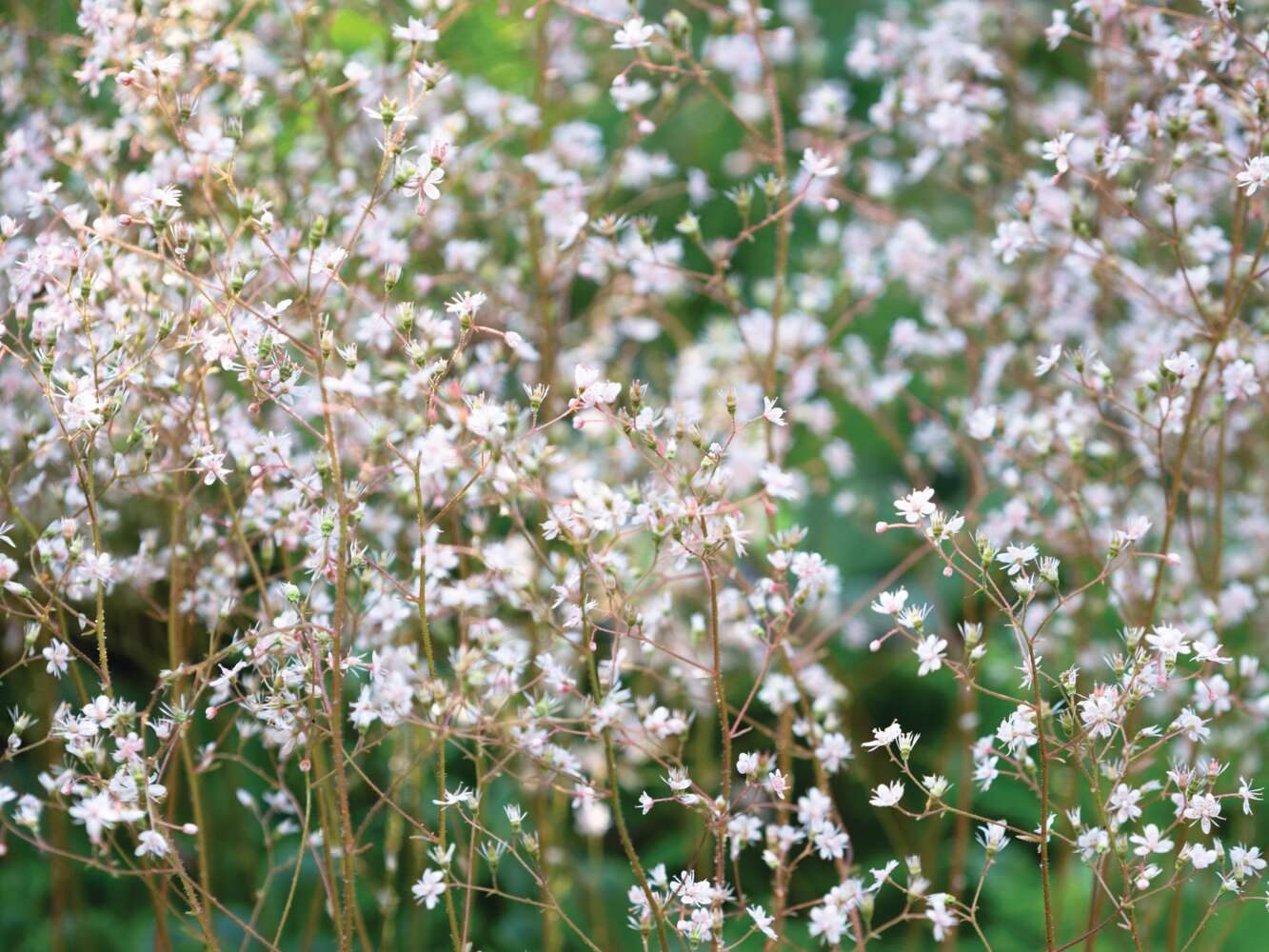 Saxifraga x urbium
