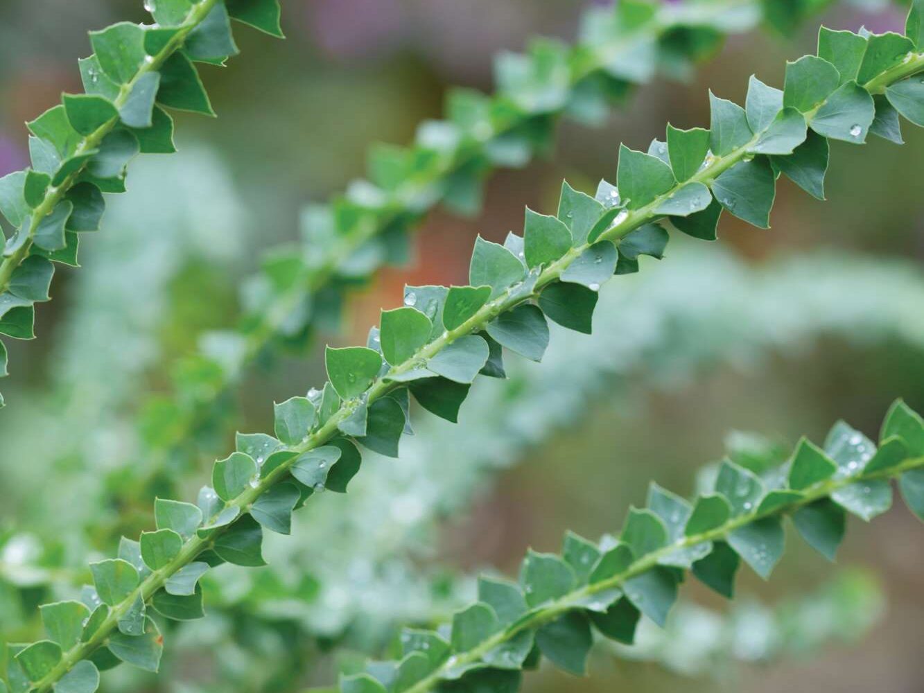 Acacia pravissima