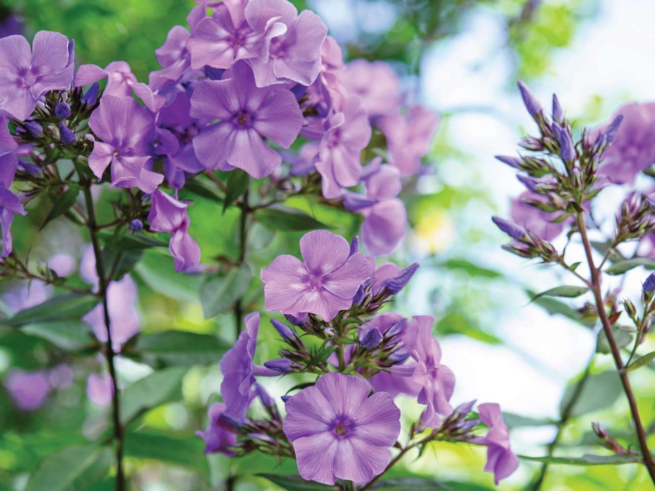 Phlox paniculata 'Blue Paradise'