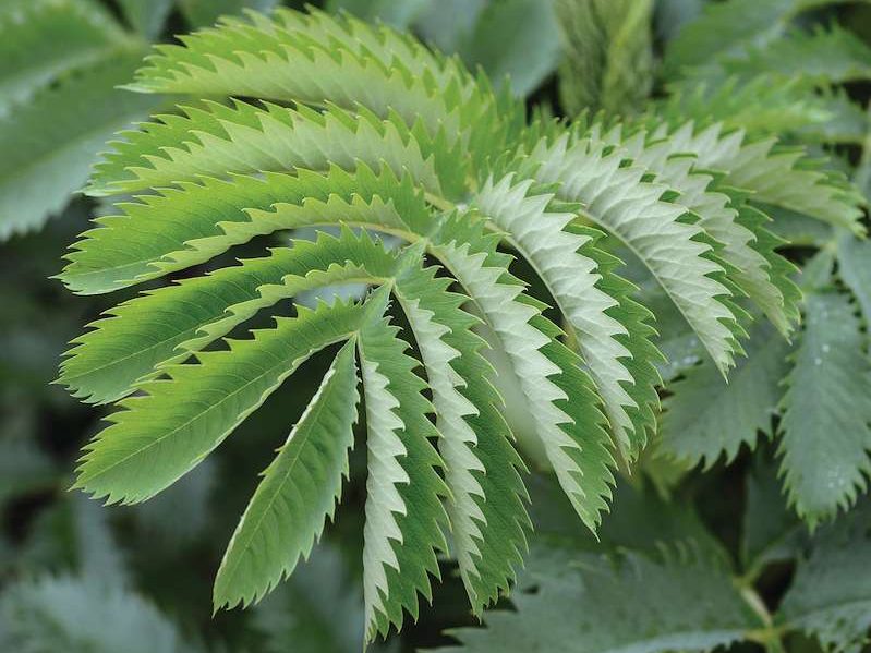 Melianthus major