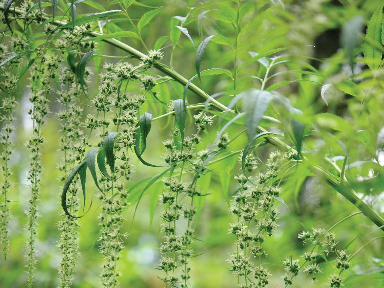 Datisca cannabina