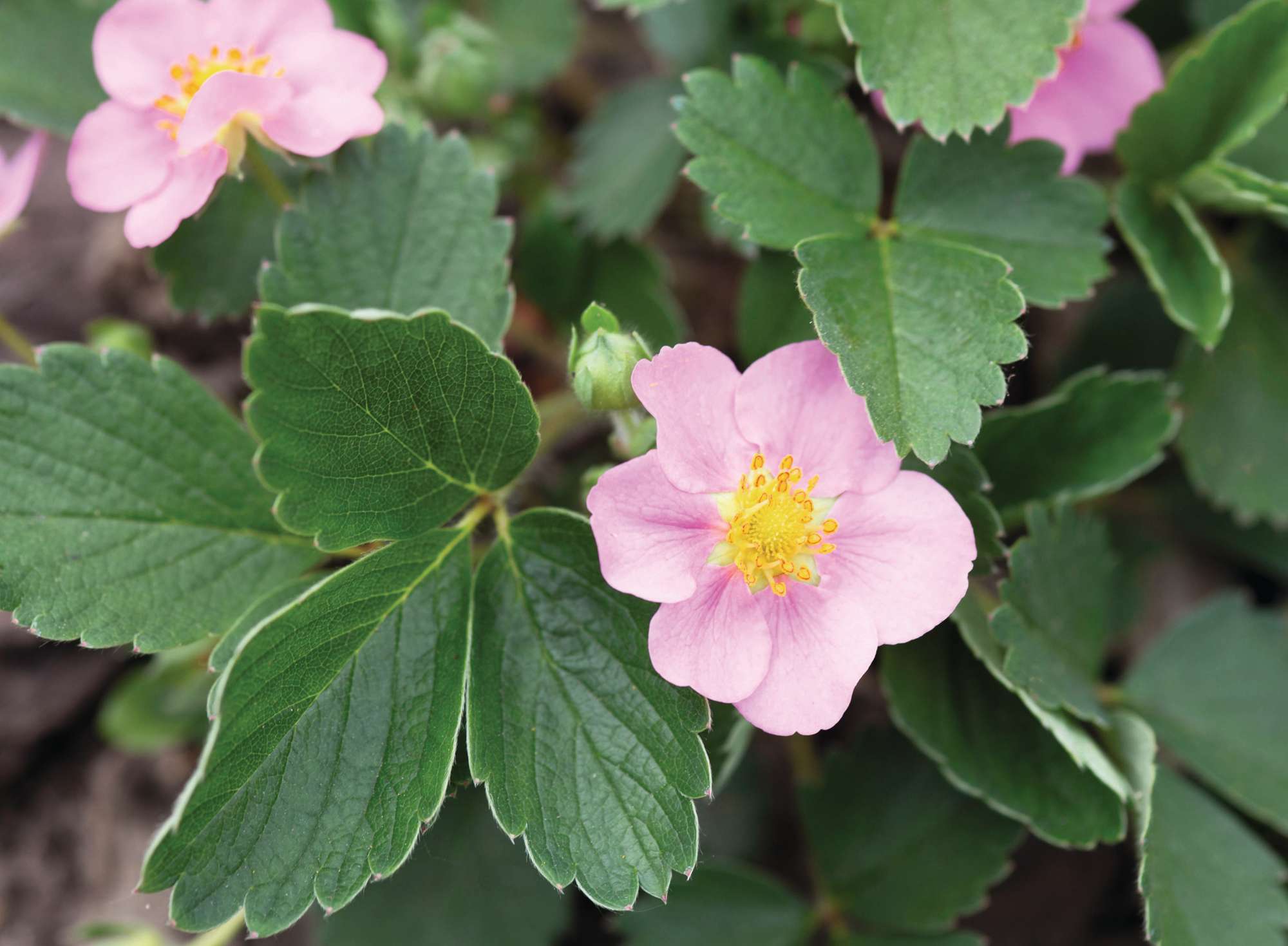 Fragaria x anassa Pink Panda (='Frel')