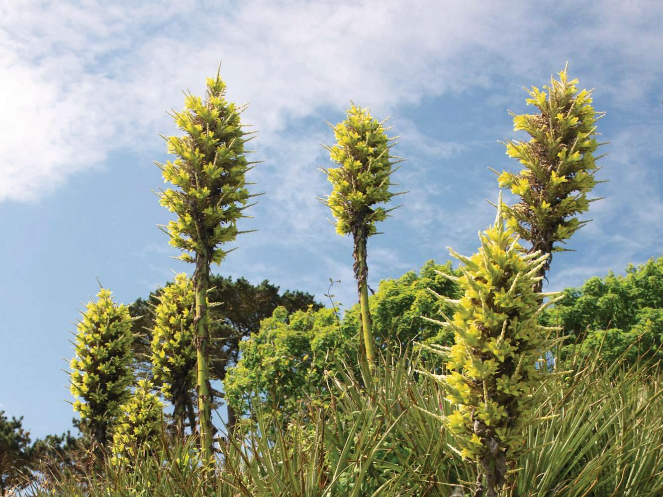 Puya chilensis