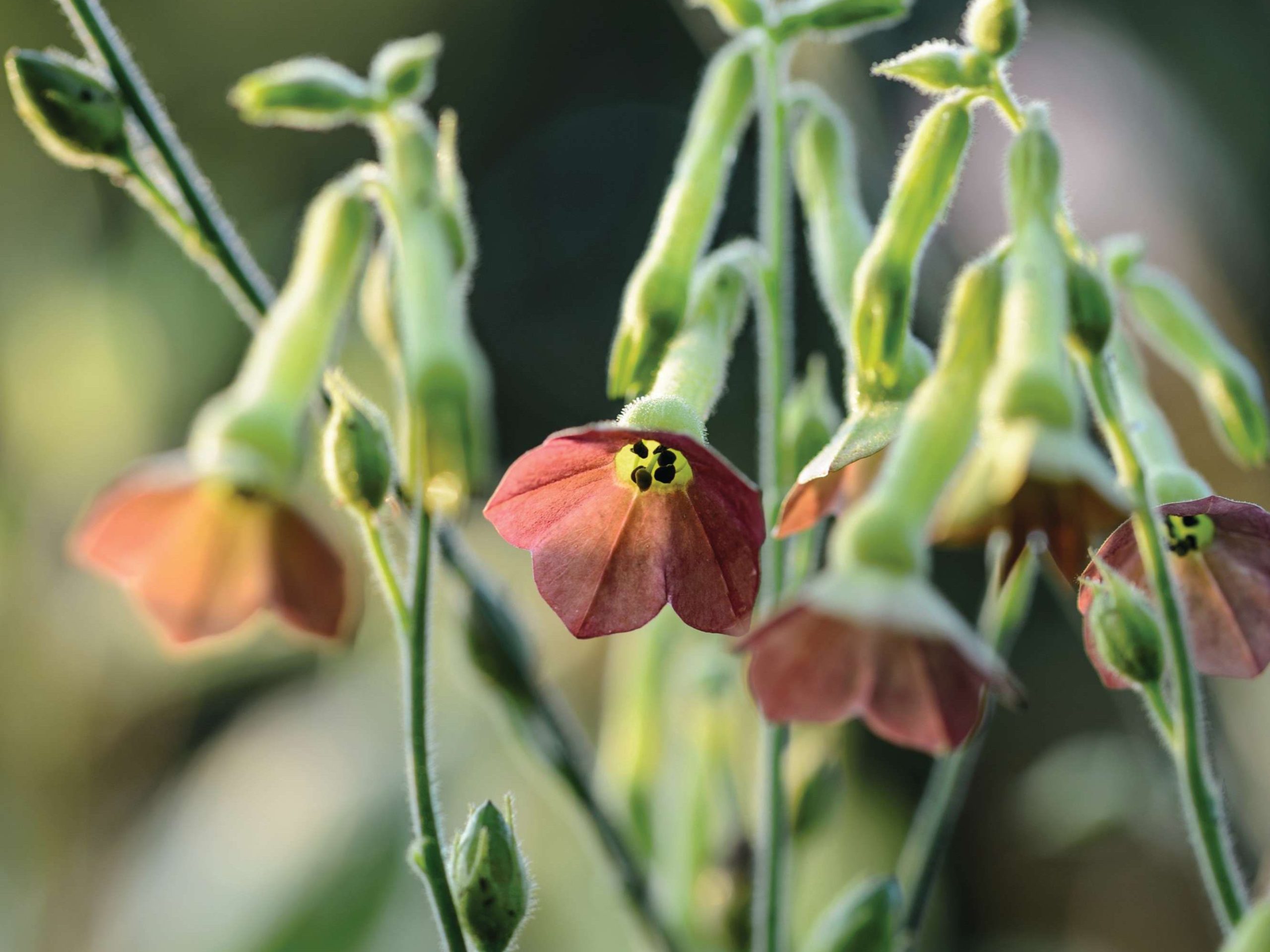 Nicotiana x hybrida ‘Tinkerbell’
