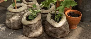 Crocus Wool plant pots Crocus Wool plant pots with plants on potting bench