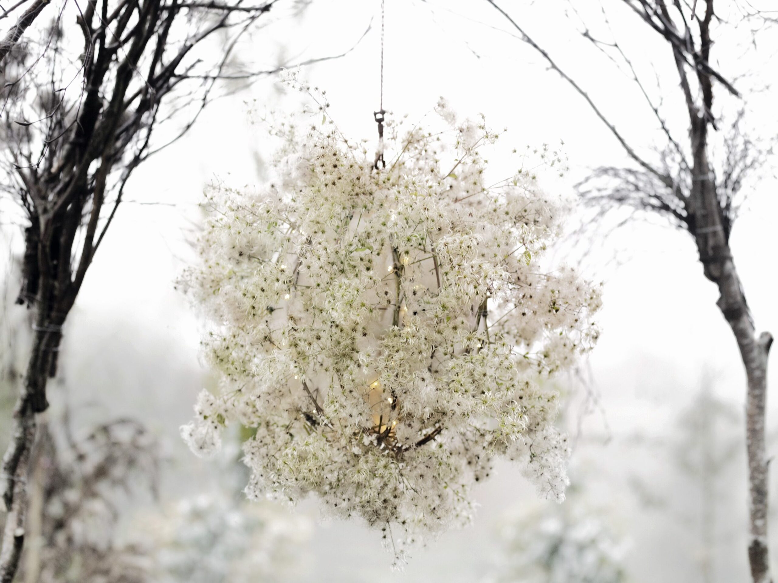 Crystal chandeliers splinter natural light for Christmas