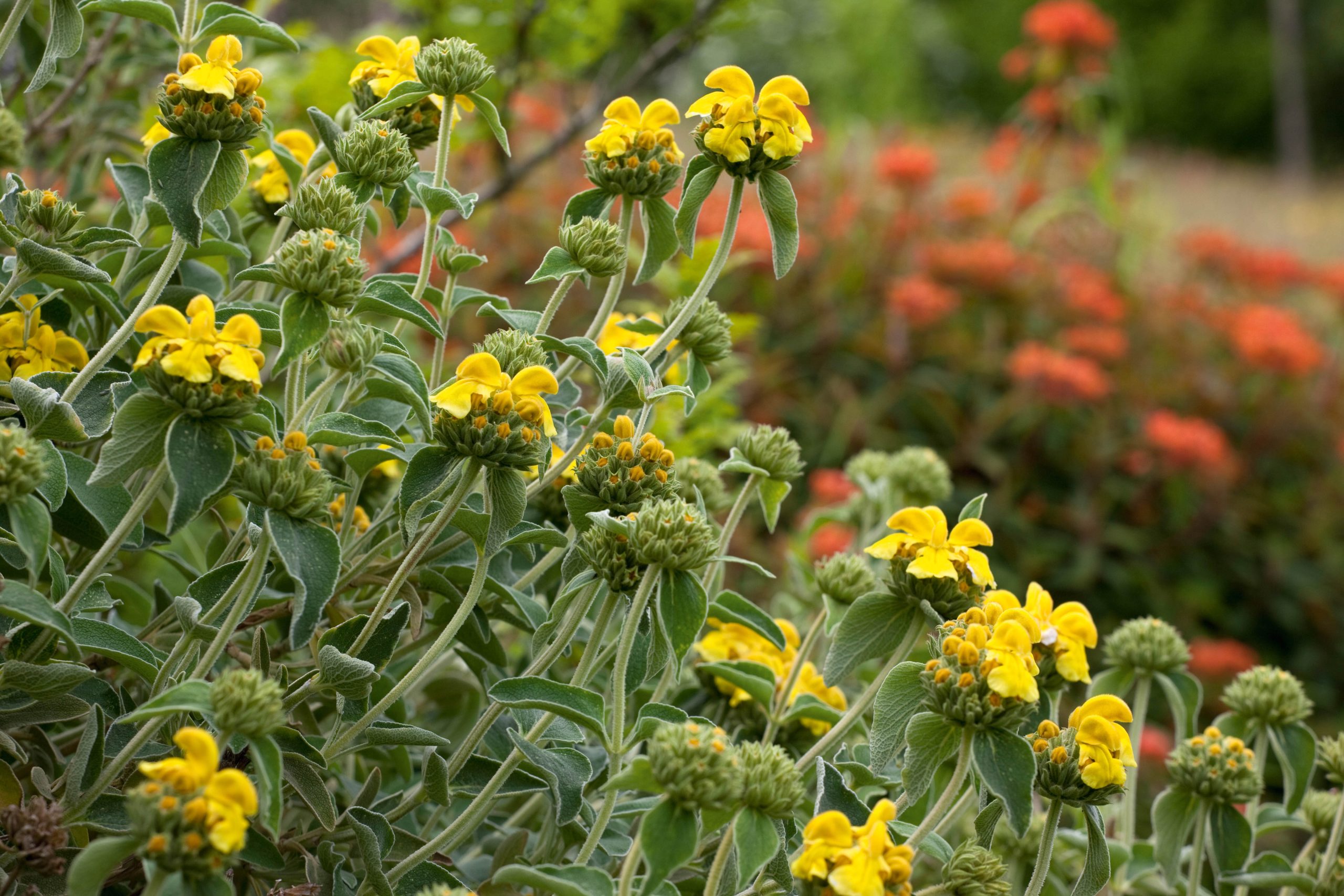Phlomis fruticosa