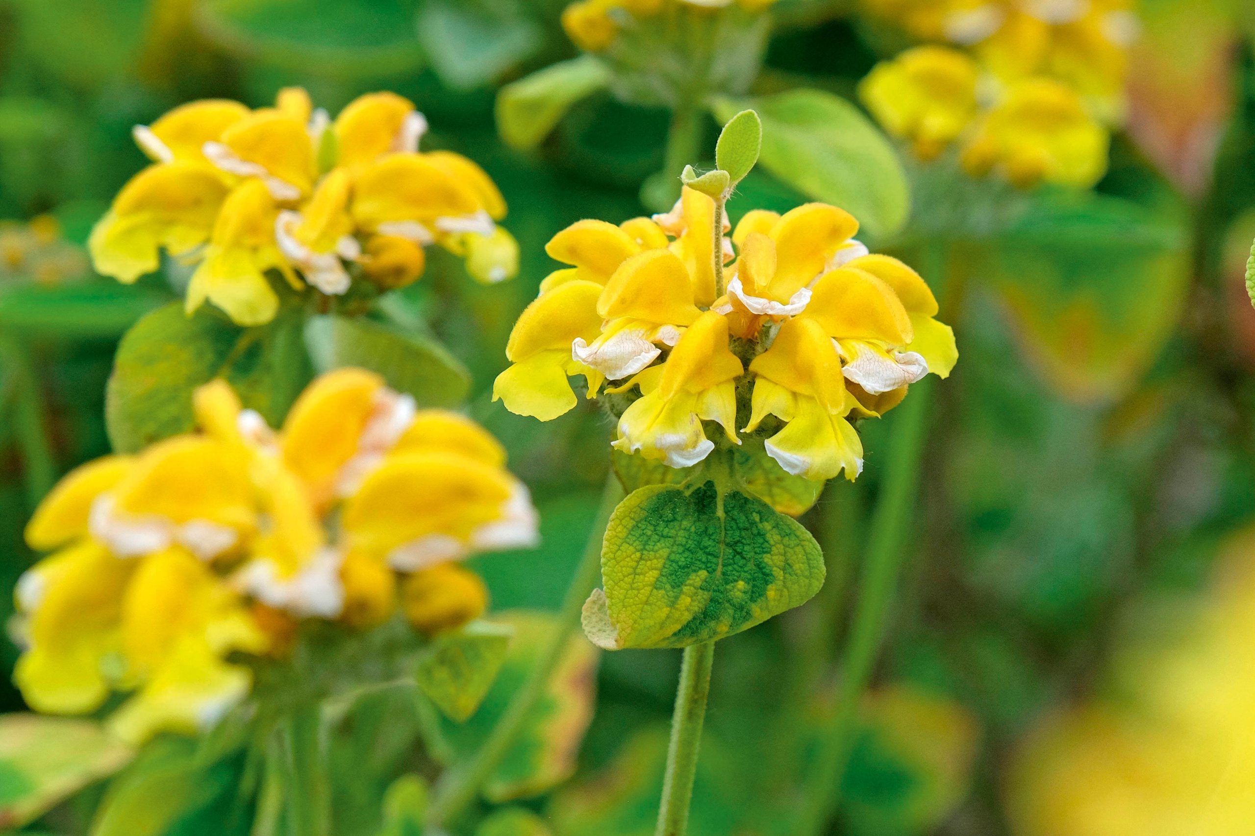 Phlomis chrysophylla