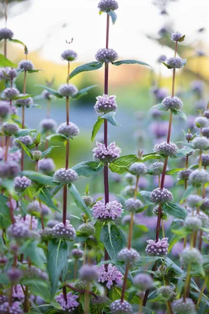 Phlomis tuberosa ‘Amazone’ Phlomis tuberosa ‘Amazone’