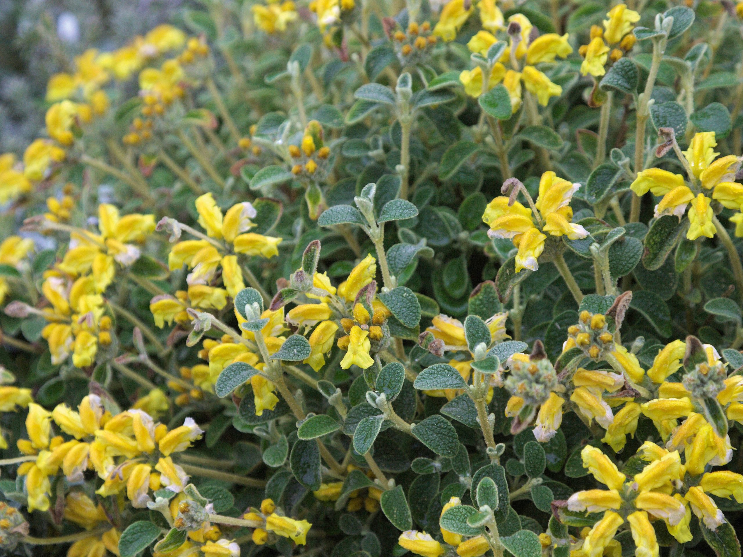 Phlomis lanata