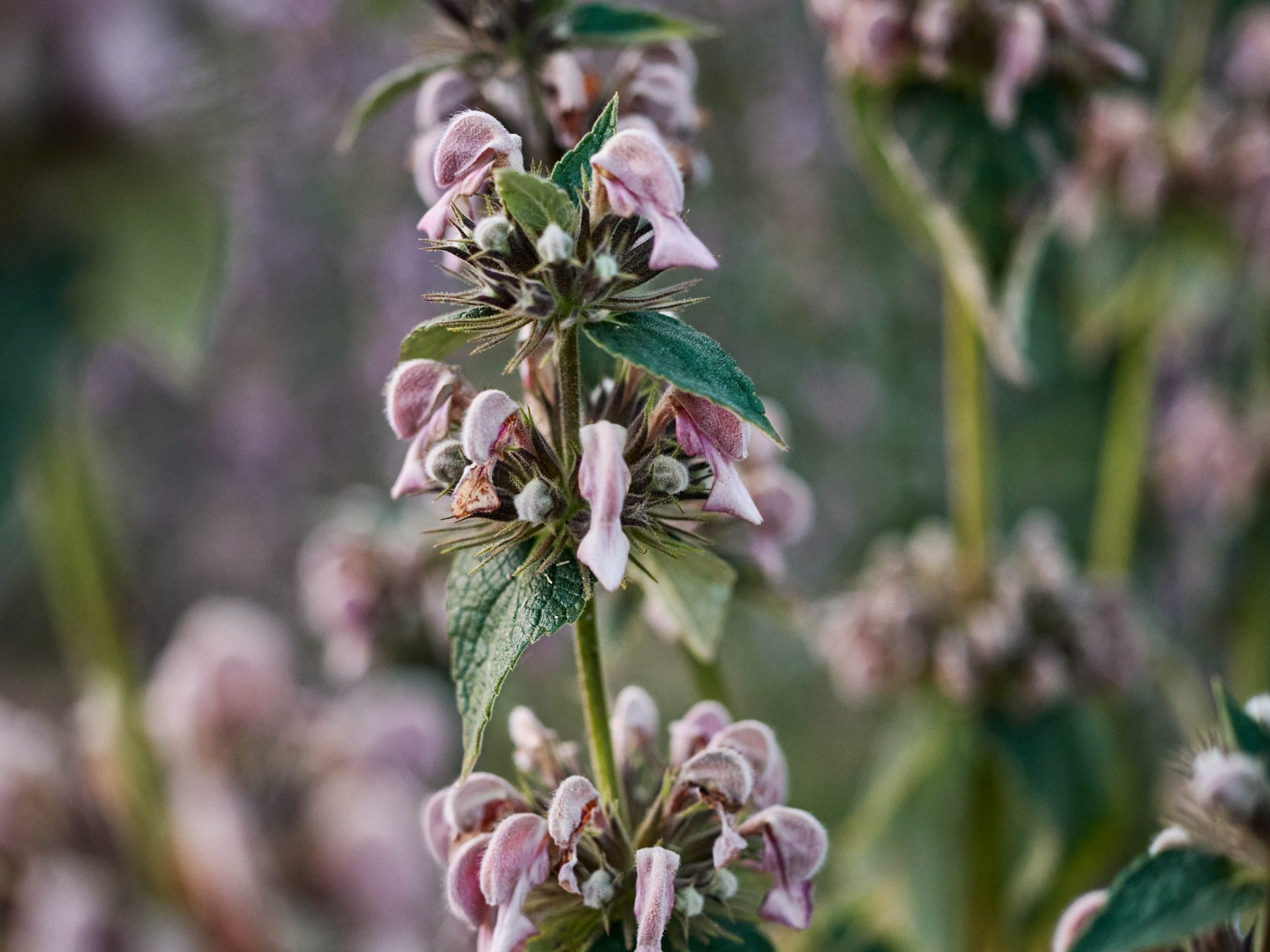Phlomis sarnia