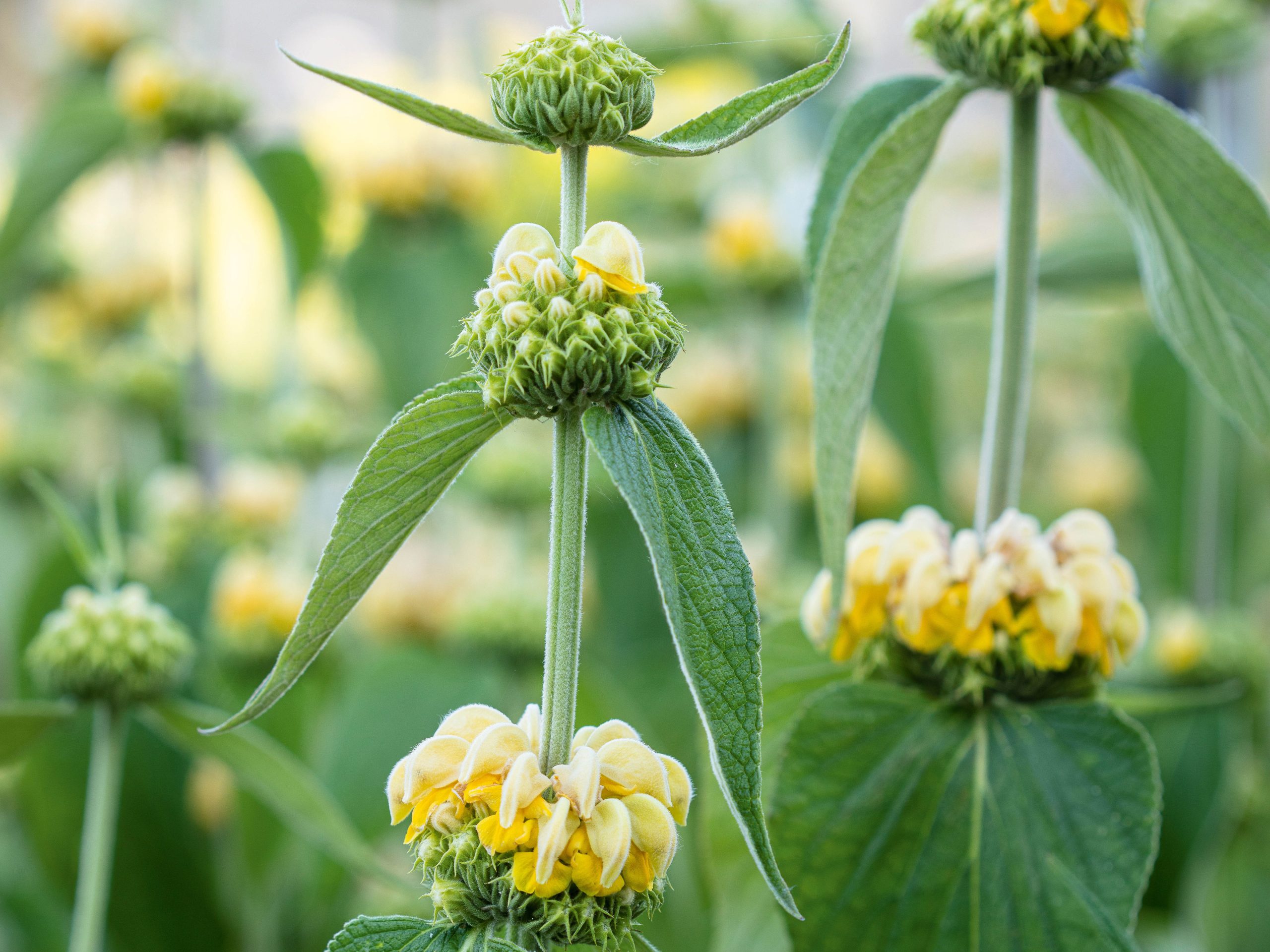 Phlomis russeliana