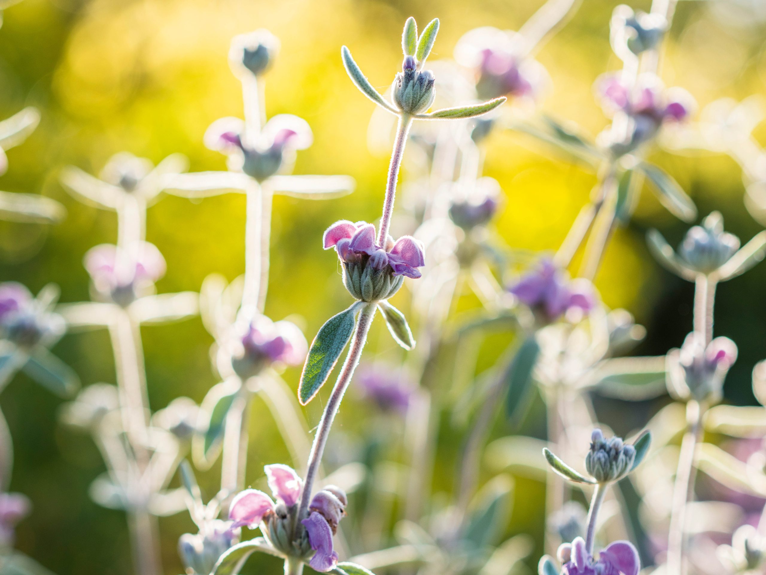 Phlomis purpurea