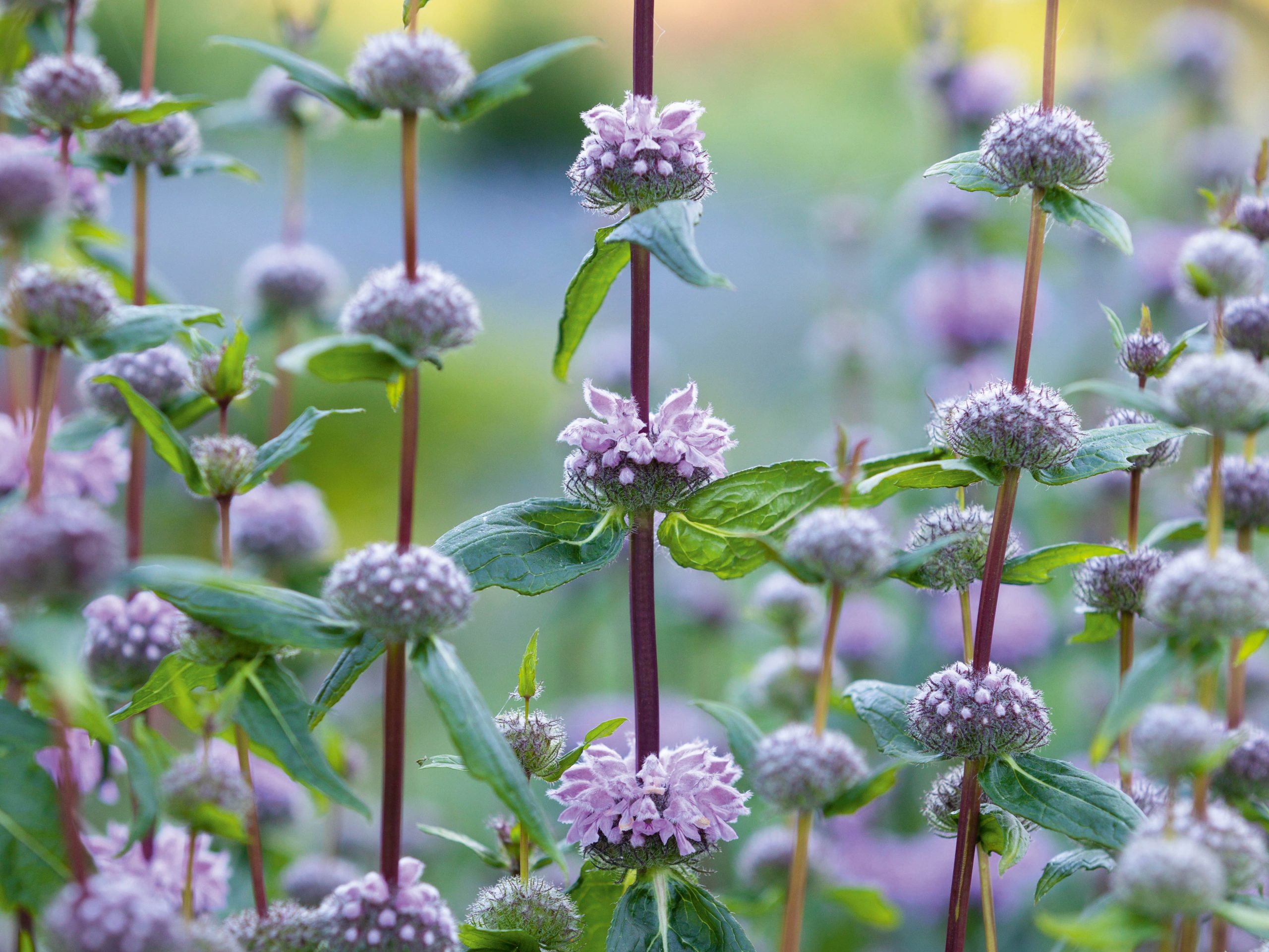 Phlomis tuberosa ‘Amazone’