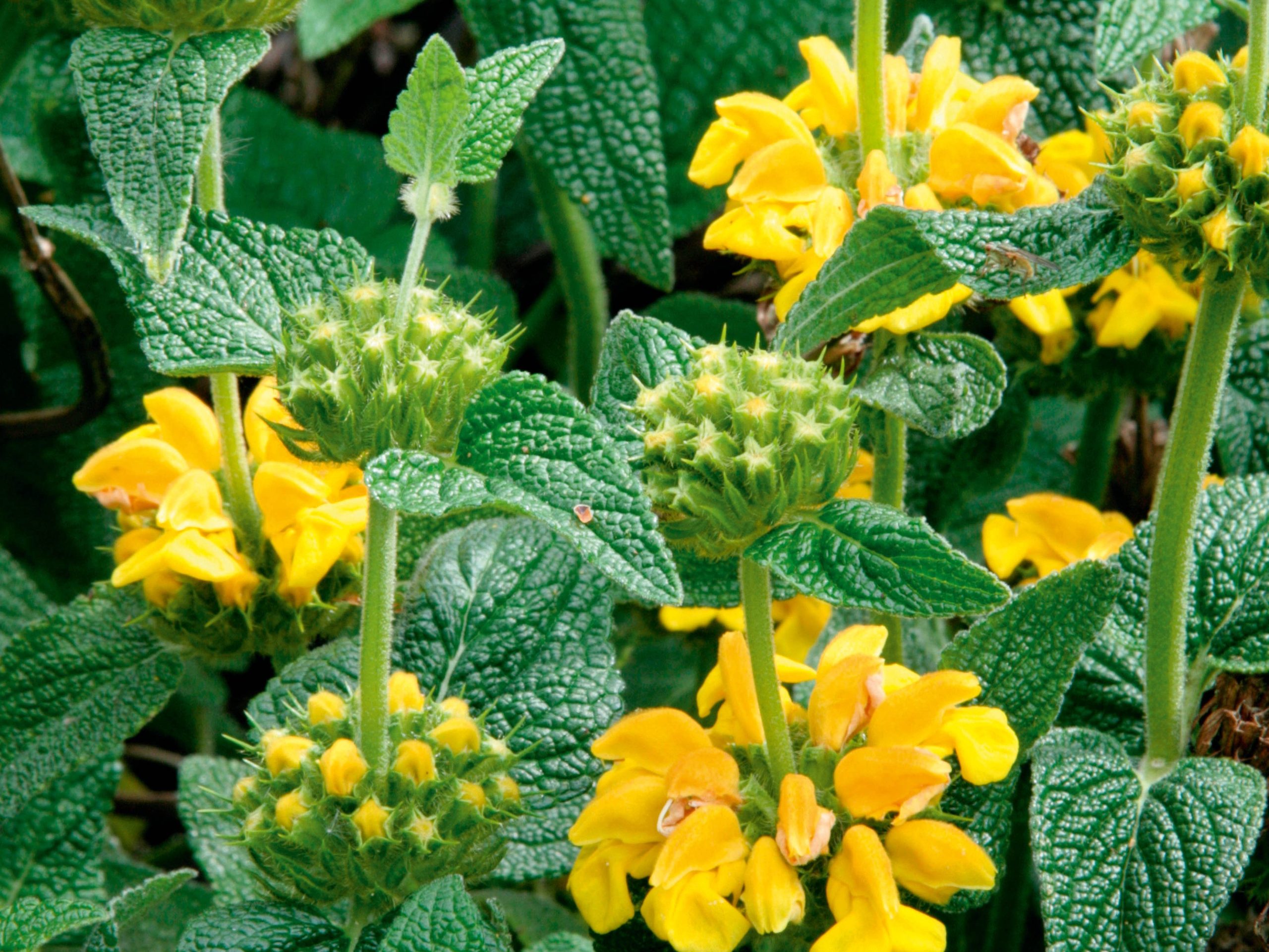Phlomis longifolia var. bailanica