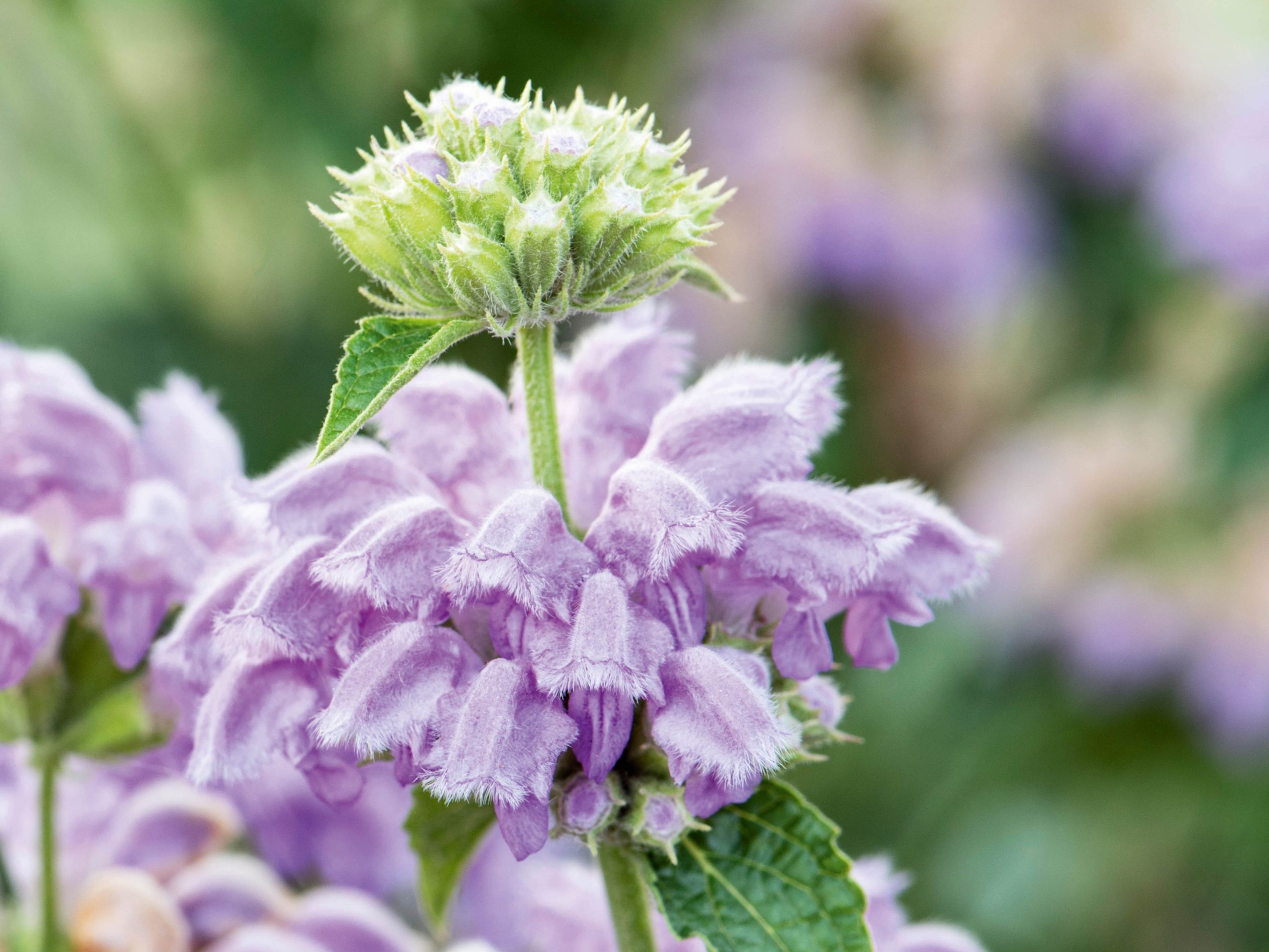 Phlomis cashmeriana
