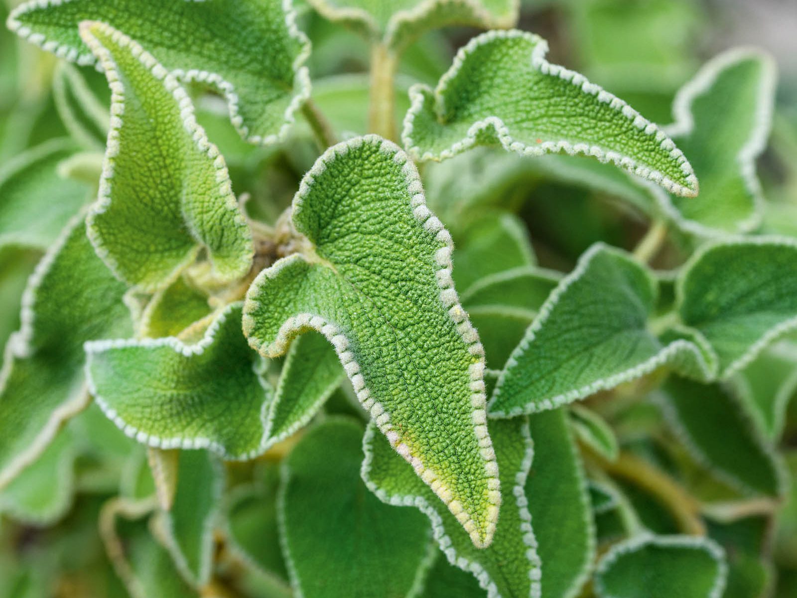 Phlomis leucophracta