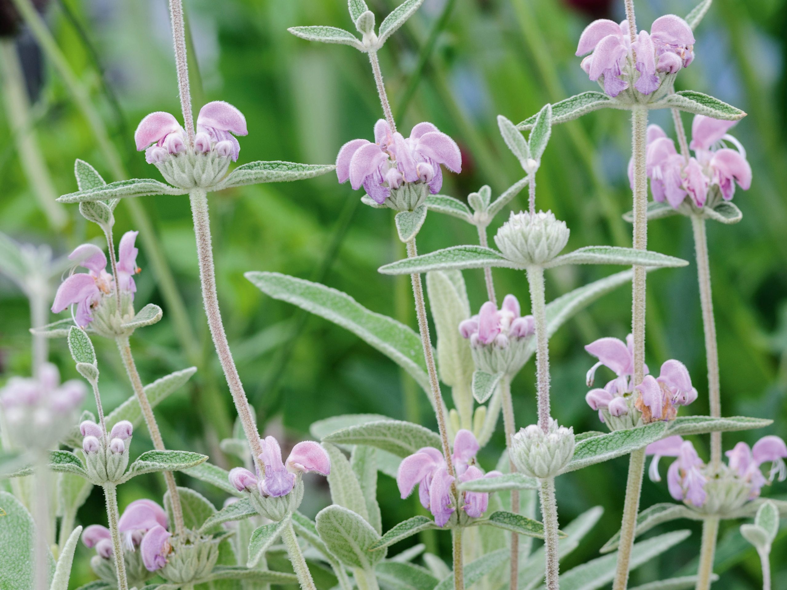 Phlomis italica