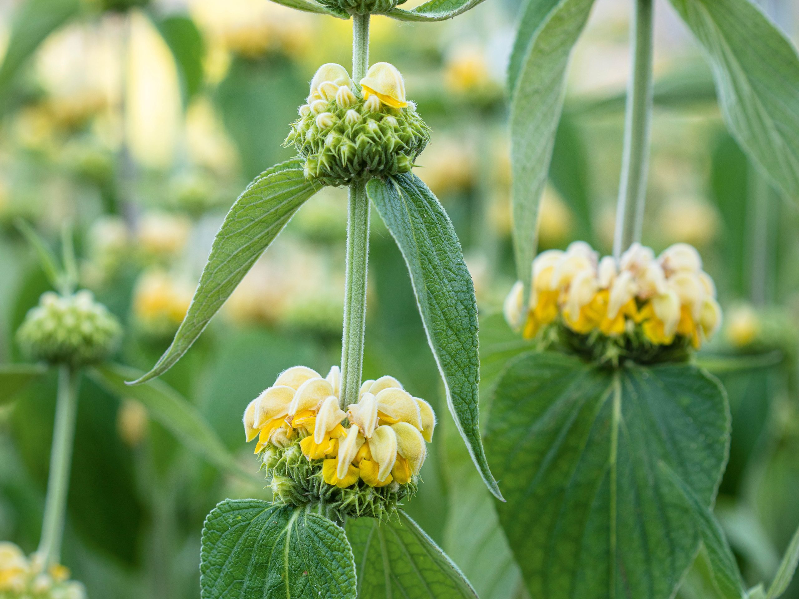 Phlomis russeliana