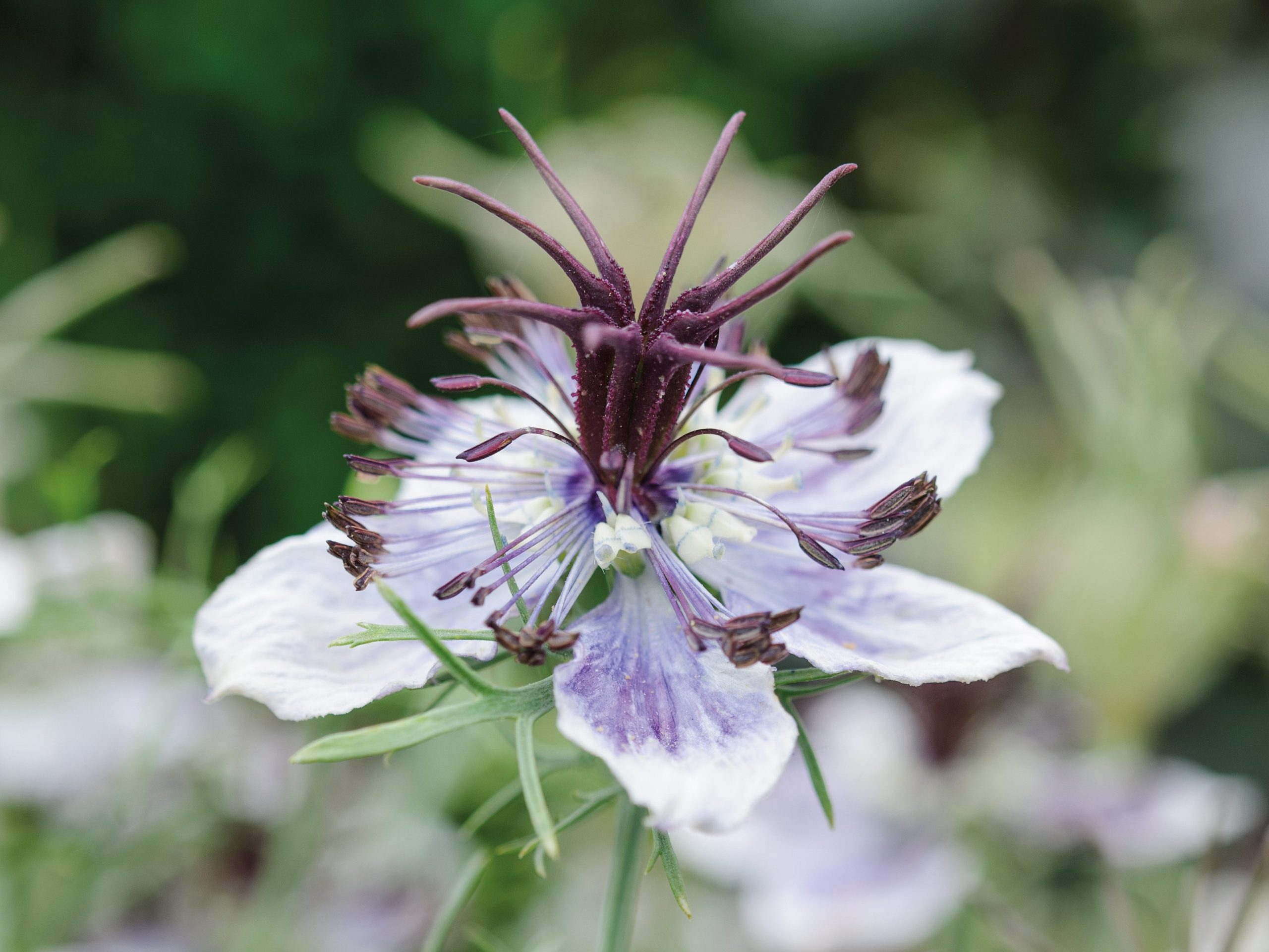 Nigella papillosa 'Delft Blue'