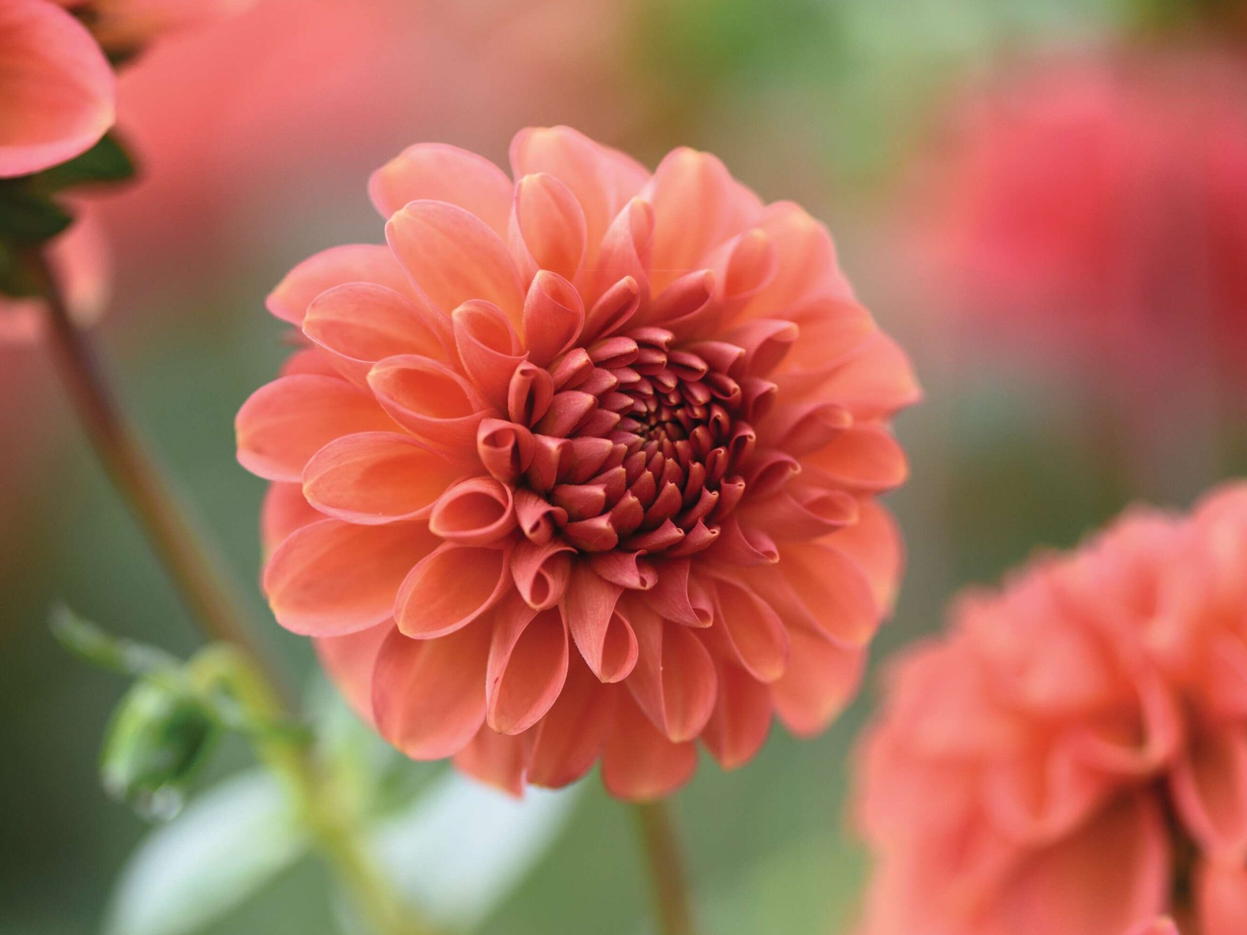 Dahlia ‘Zundert Mystery Fox’