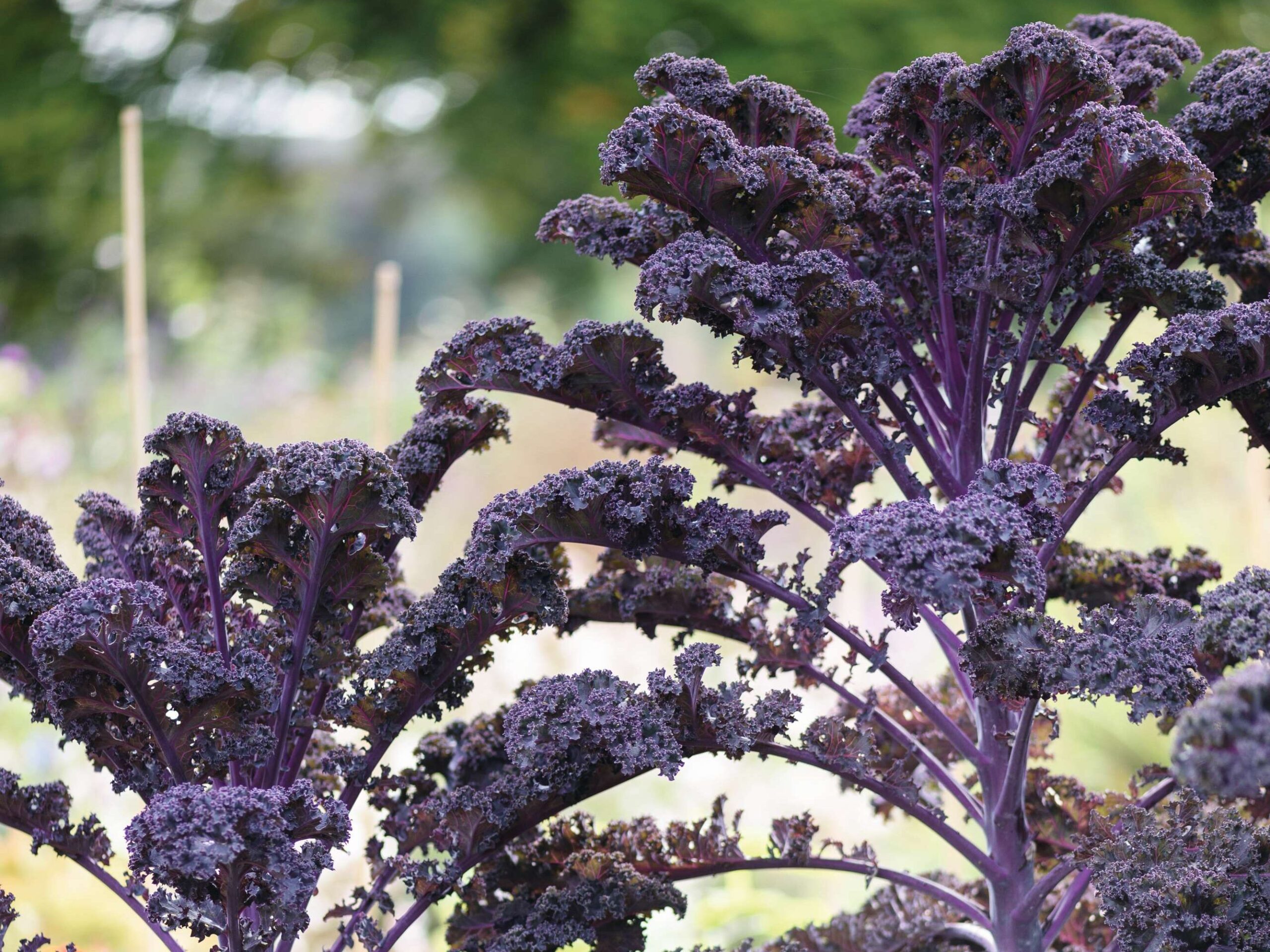 Brassica oleracea ‘Redbor’