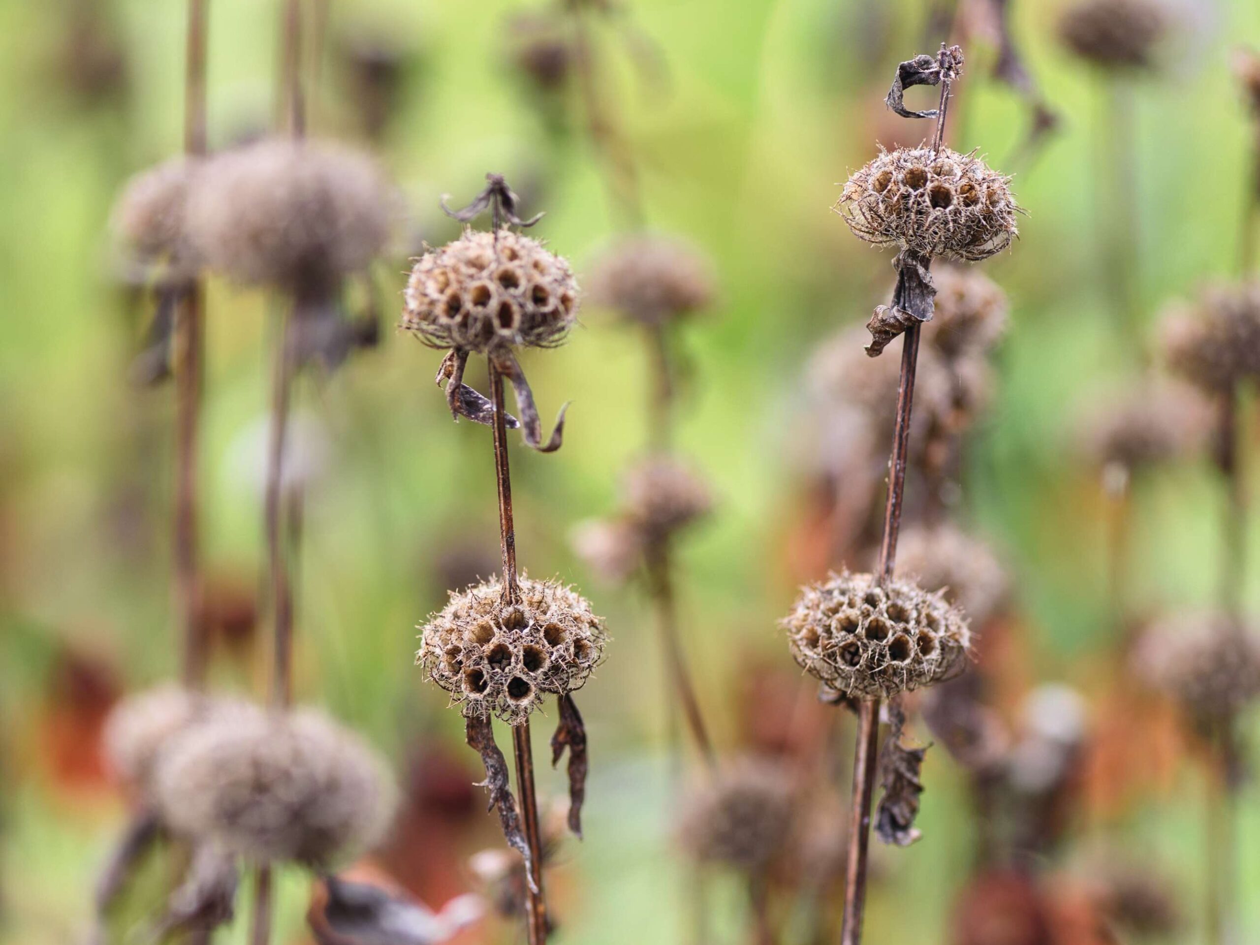 Phlomoides tuberosa ‘Amazone’