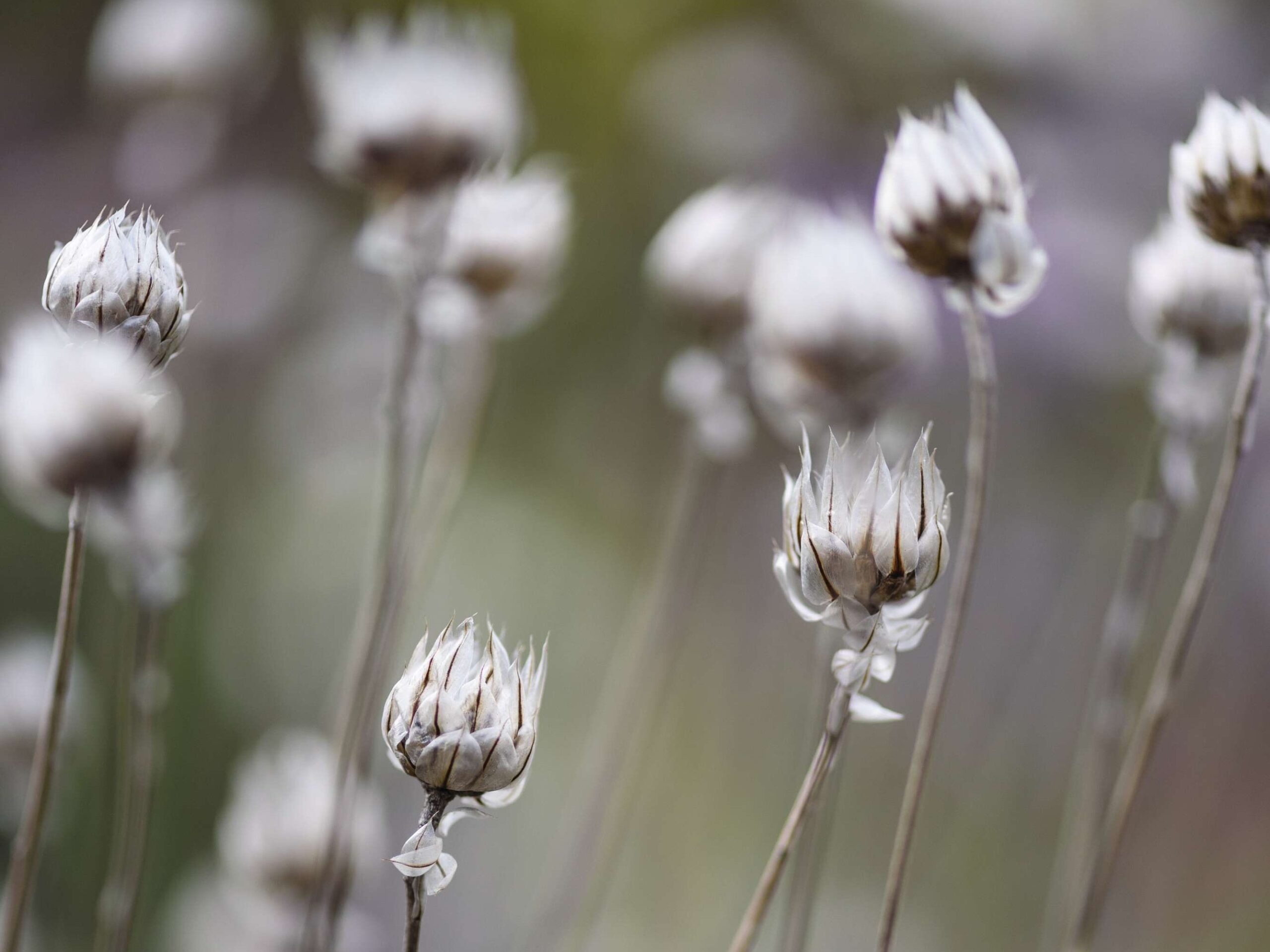 Catanache caerulea ‘Alba’