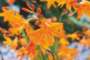 Crocosmia x crocosmiiflora ‘Star of the East’ Crocosmia x crocosmiiflora ‘Star of the East’