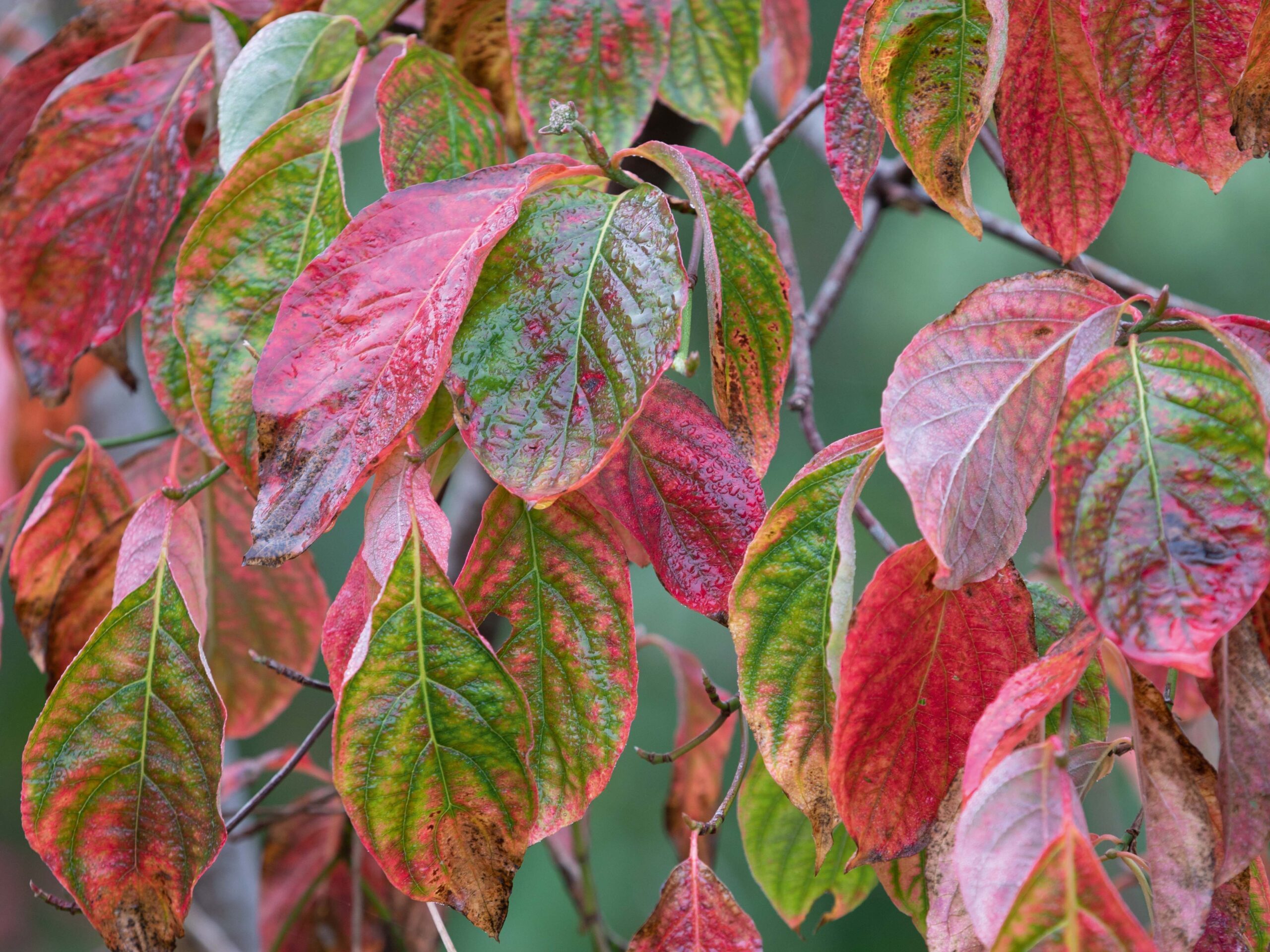 Cornus 'Eddie's White Wonder'