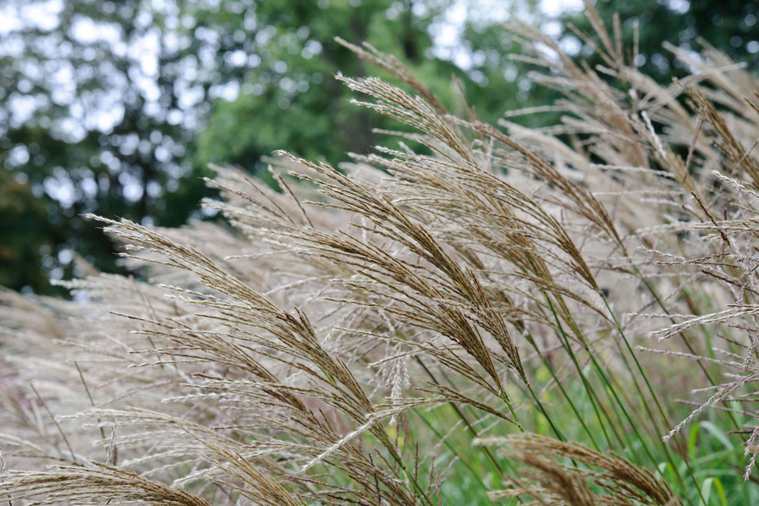 Miscanthus sinensis 'Emmanuel Lepage'