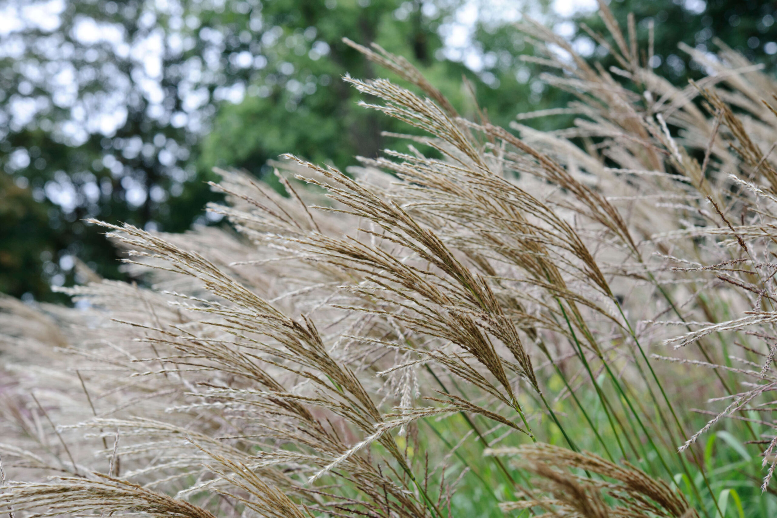Miscanthus sinensis 'Emmanuel Lepage'