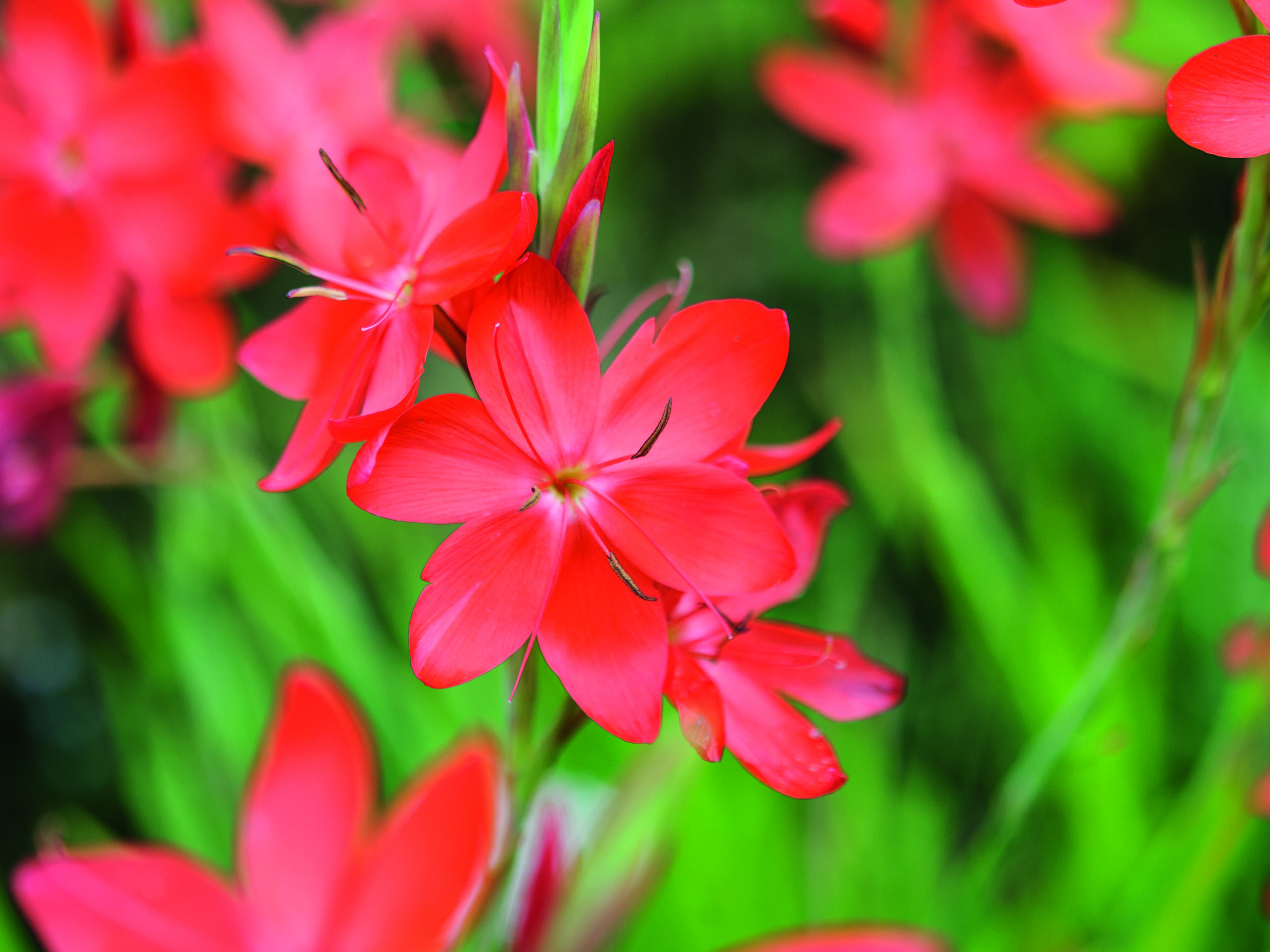 September flowers and plants: Hesperantha coccinea 'Major'