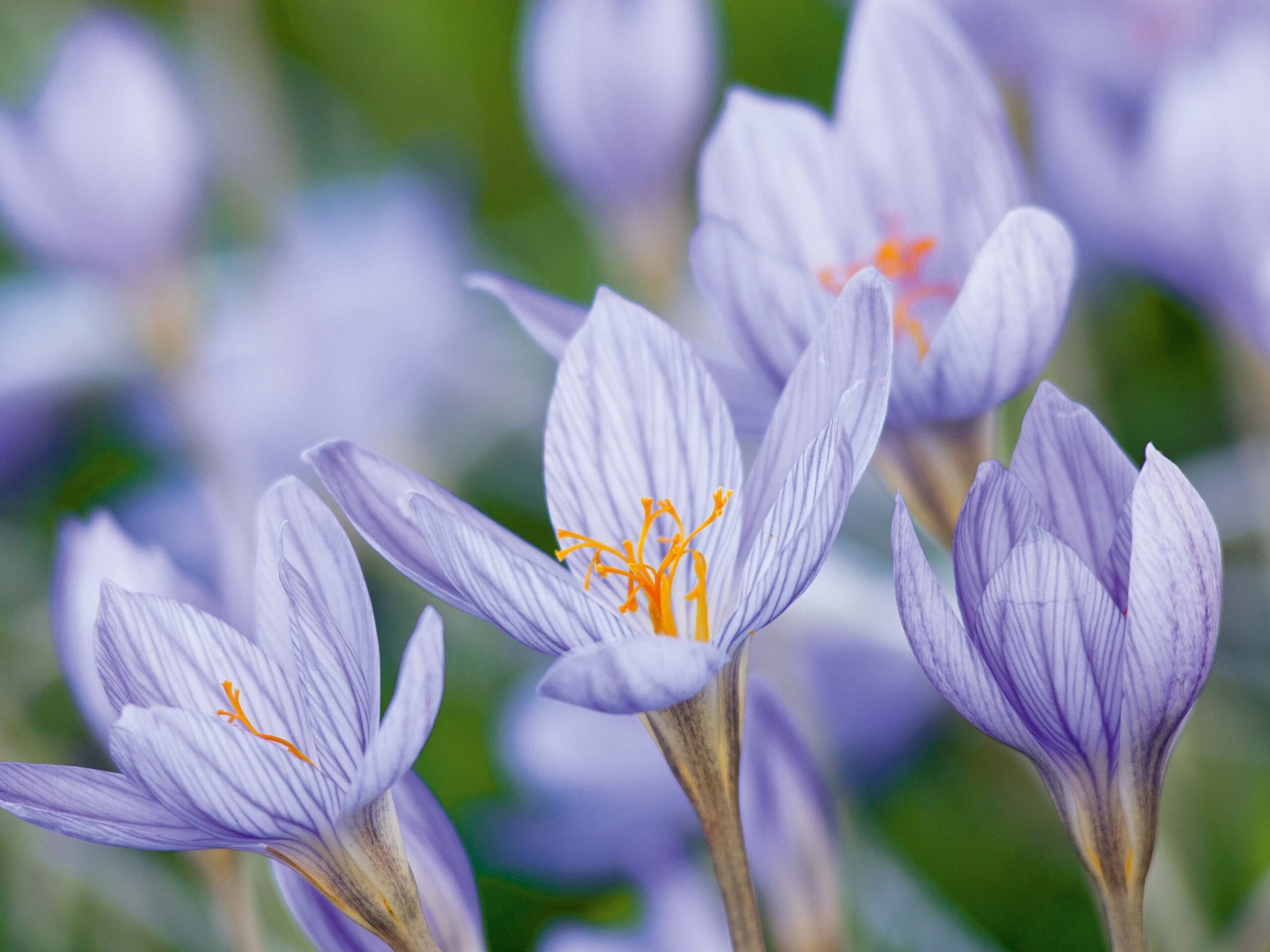 Crocus speciosus - perfect autumn flower