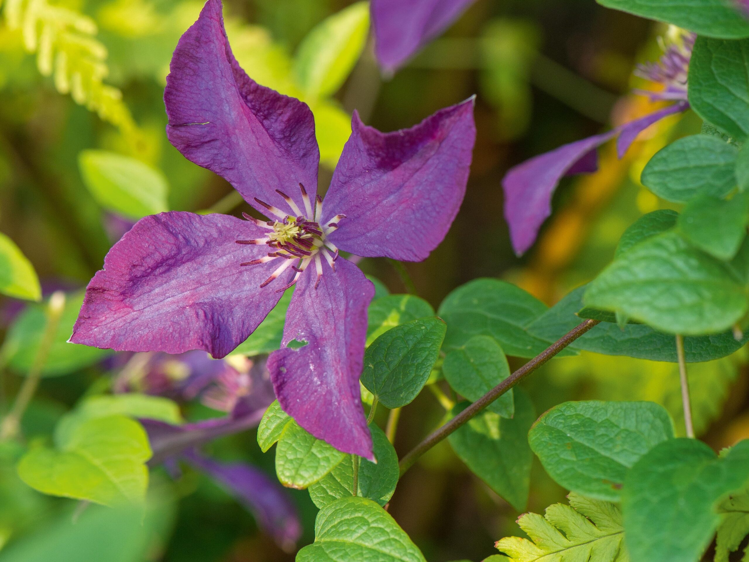Clematis ‘Polish Spirit’ - a great autumn flower