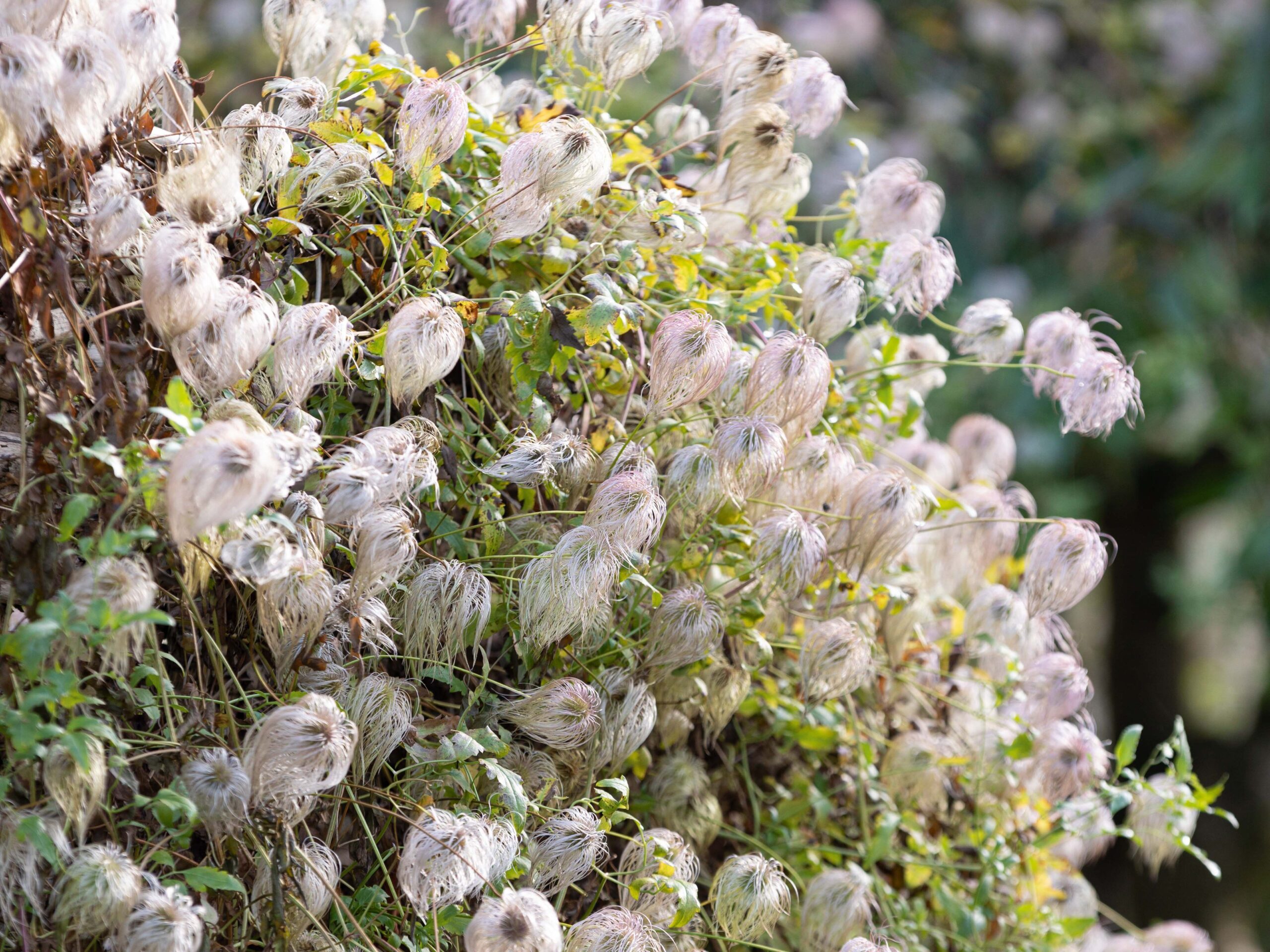 Clematis tangutica