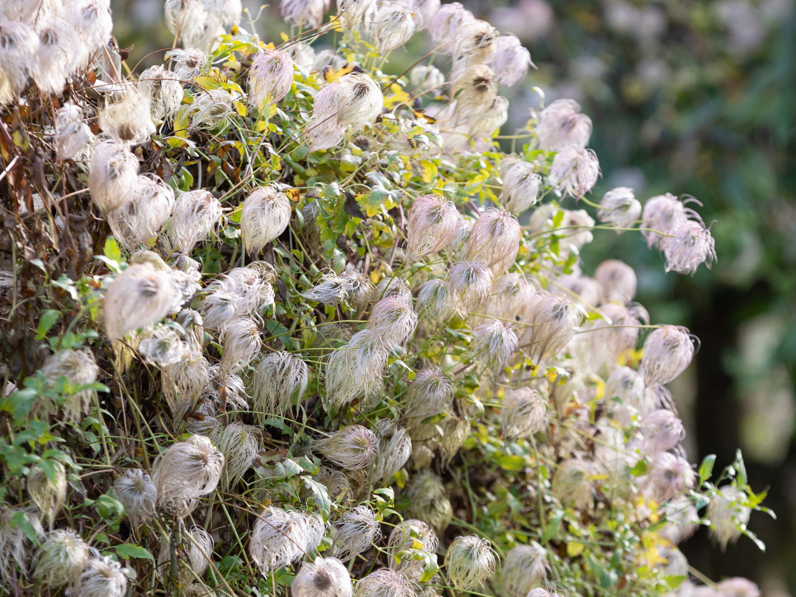 Clematis tangutica