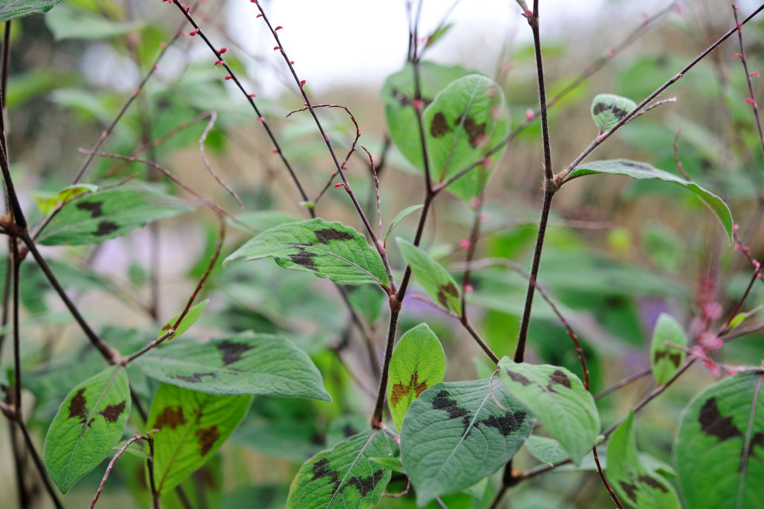 Persicaria Filiforme
