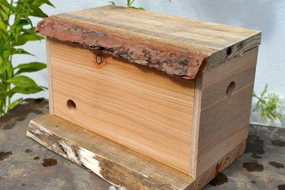 Bumblebee nest on a table