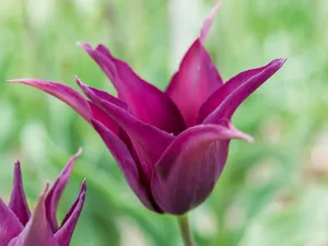 Tulipa Burgundy Tulipa Burgundy